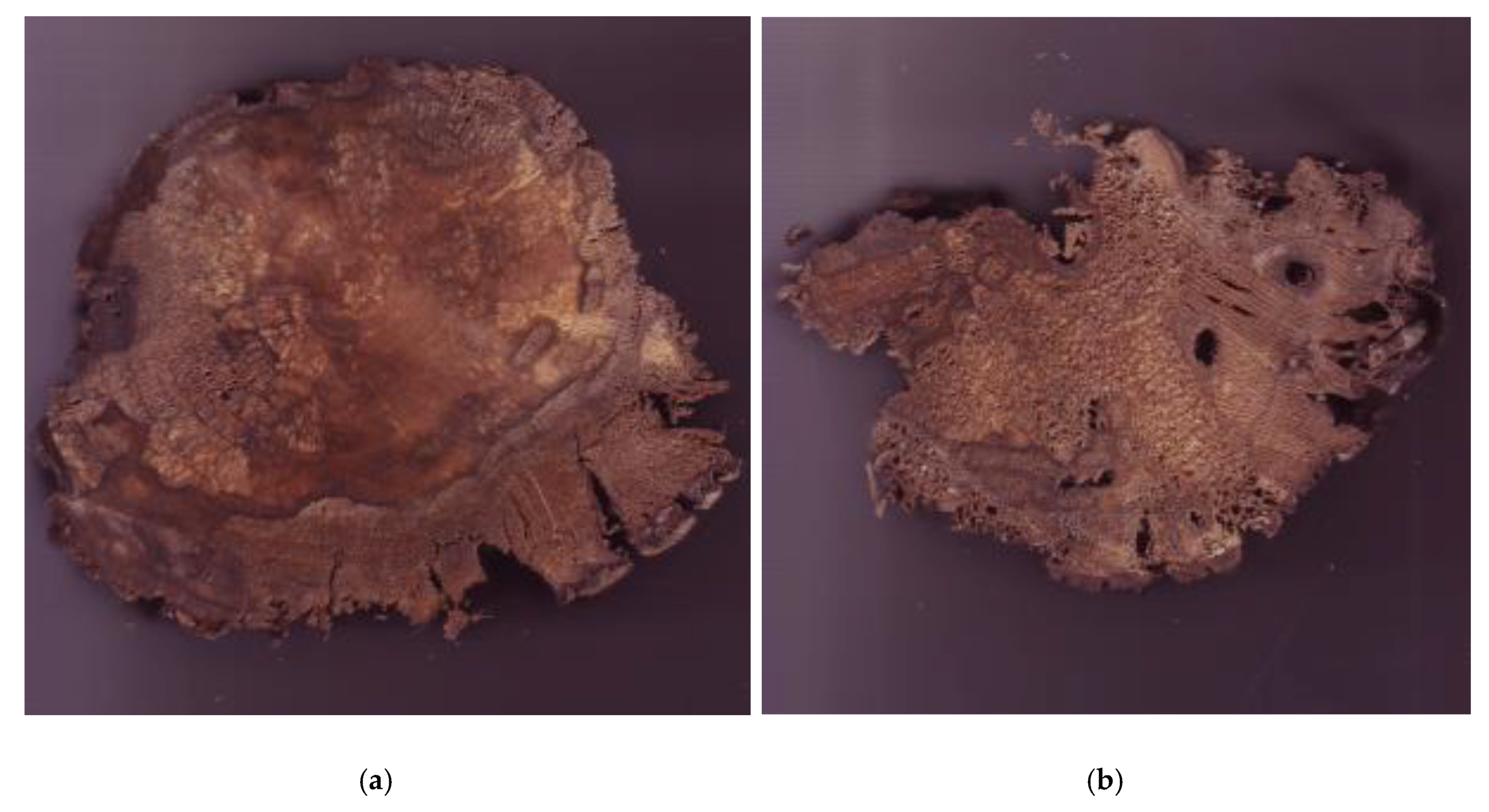 Forests 11 00138 g005 Forests 11 00138 g005