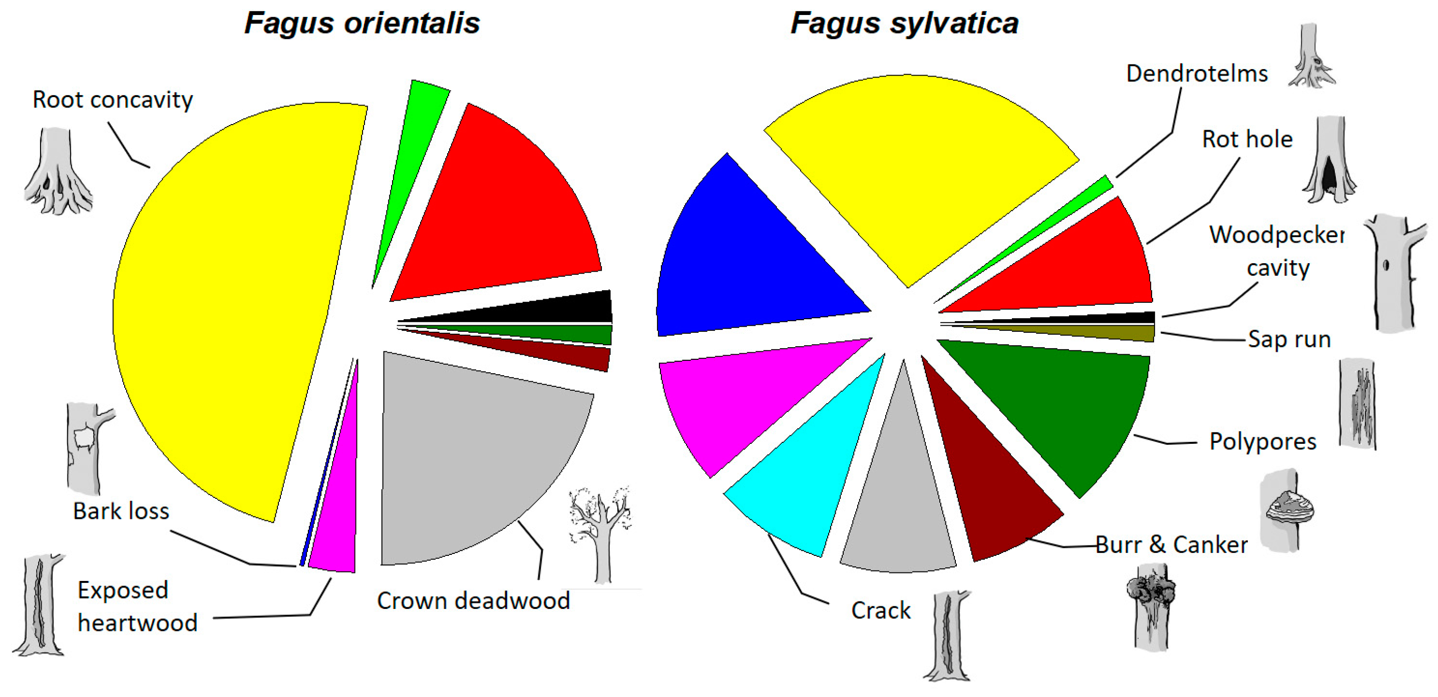 Forests 11 00144 g001 Forests 11 00144 g001