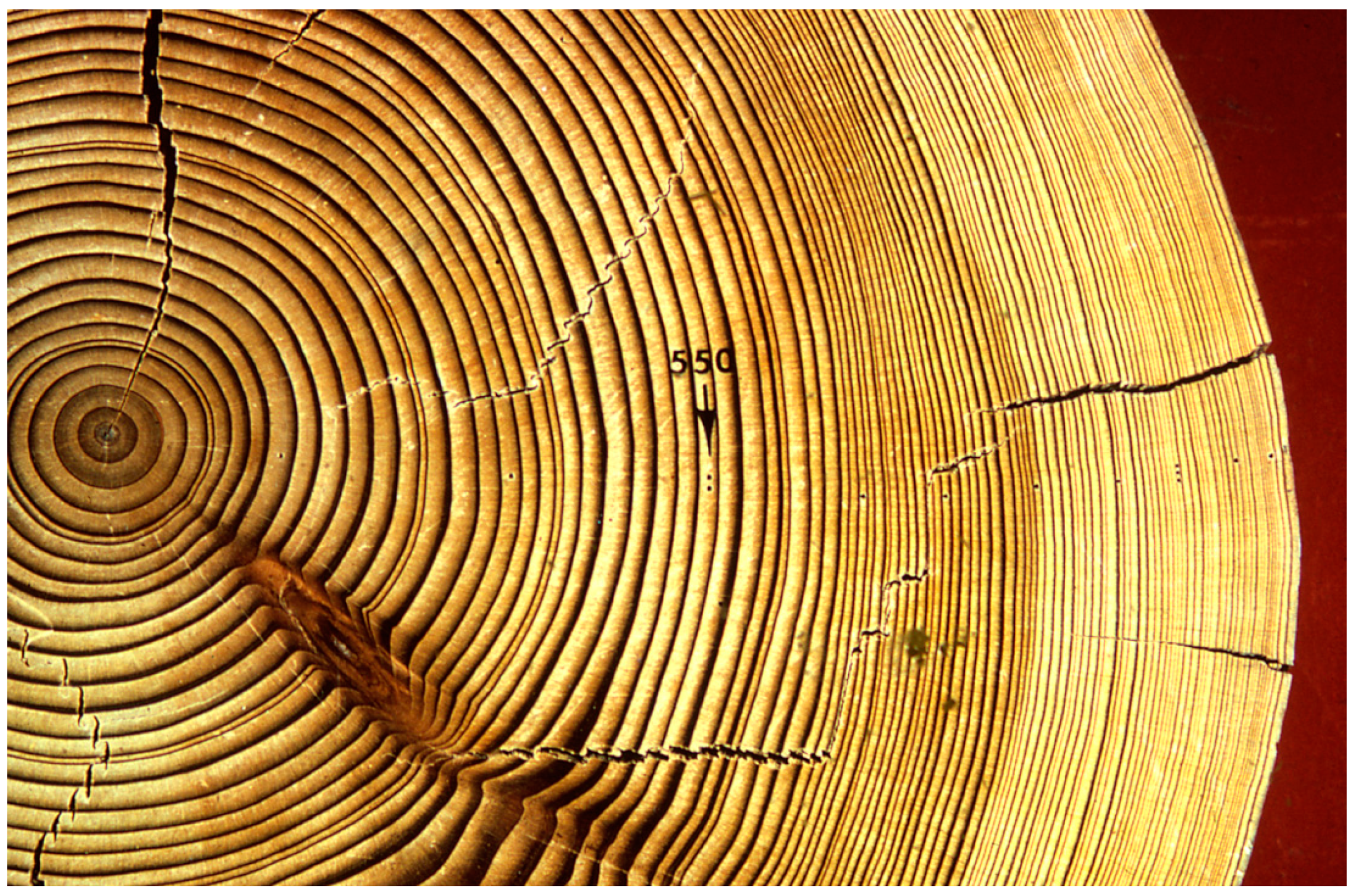 Texture photo of grey, worn, shabby, old and cracked wood which was exposed  to weather and sun for years and which shows knots and growth rings Stock  Photo - Alamy