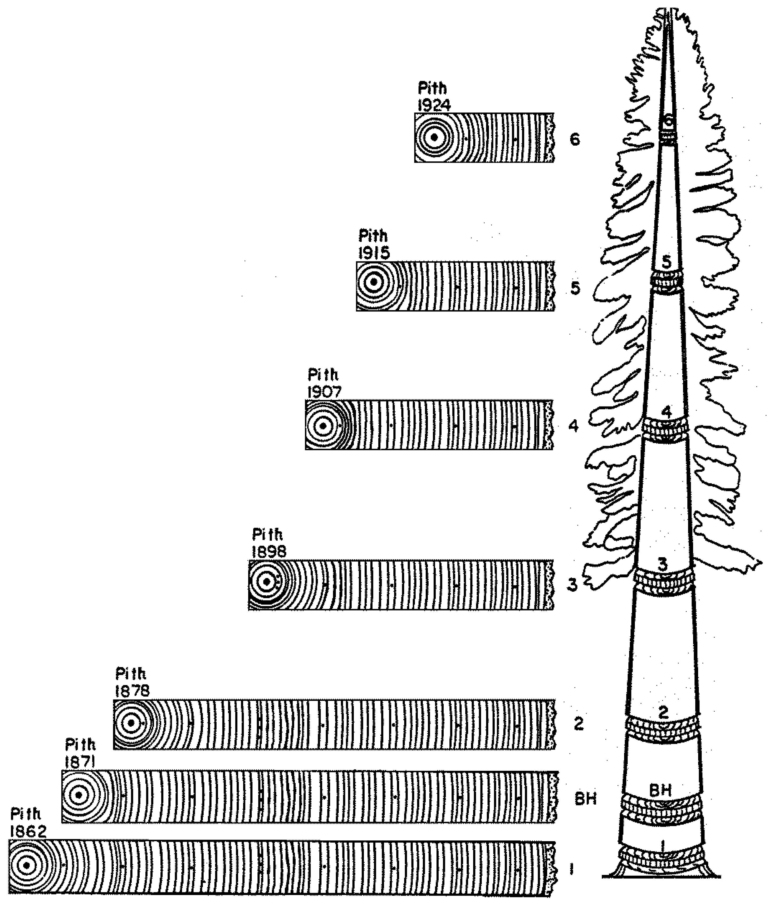 Forests 11 00146 g005