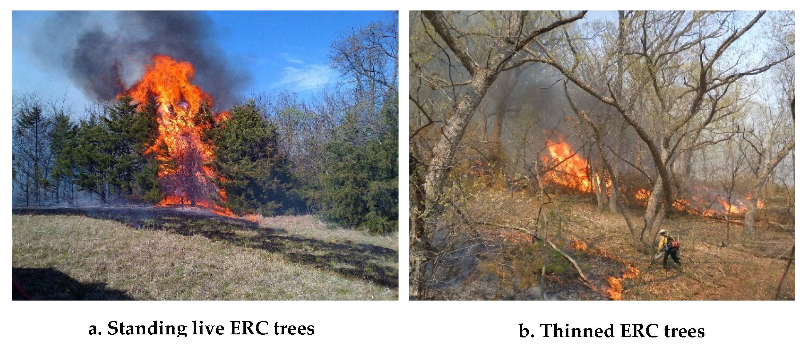 Forests 11 00154 g009 Forests 11 00154 g009