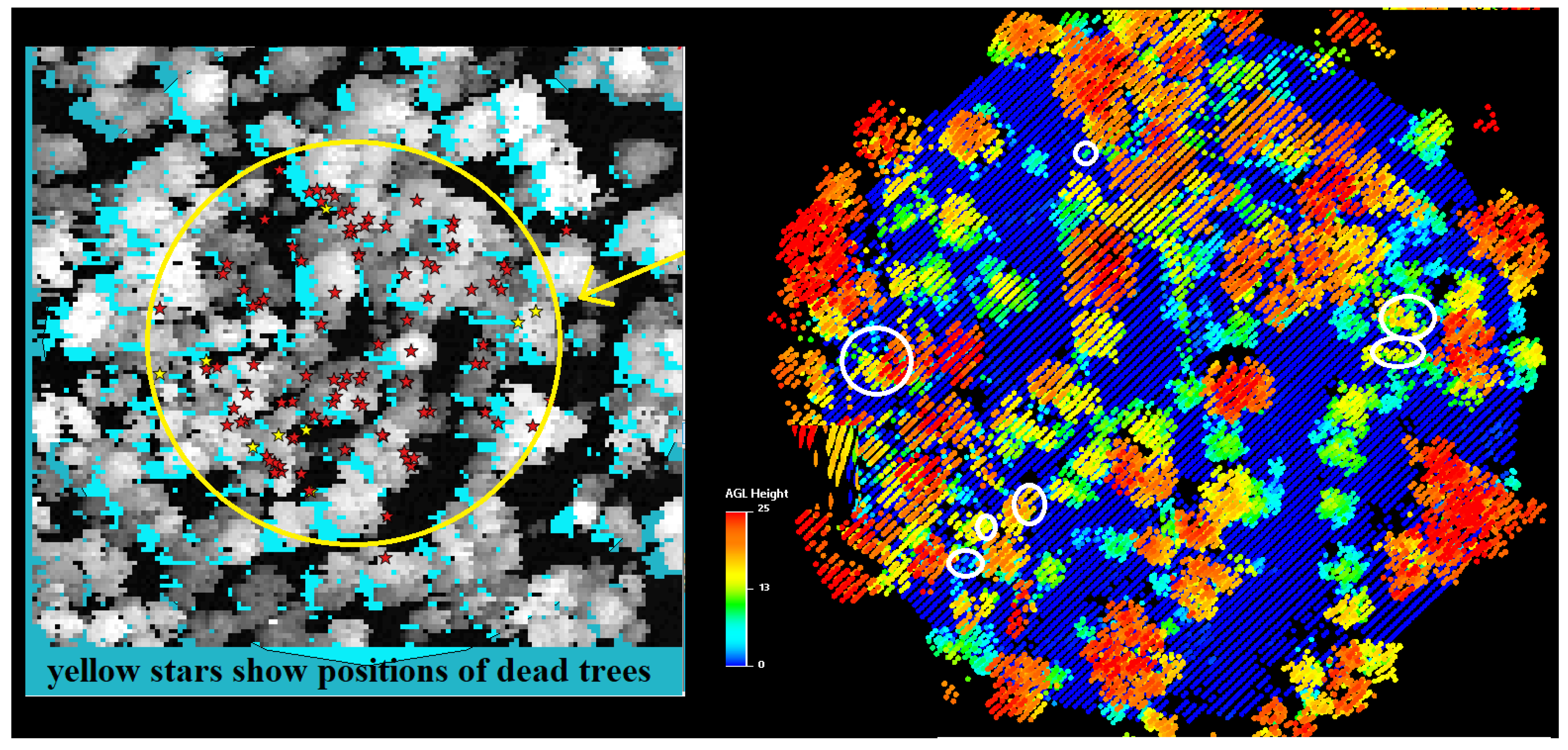 Forests 11 00161 g002