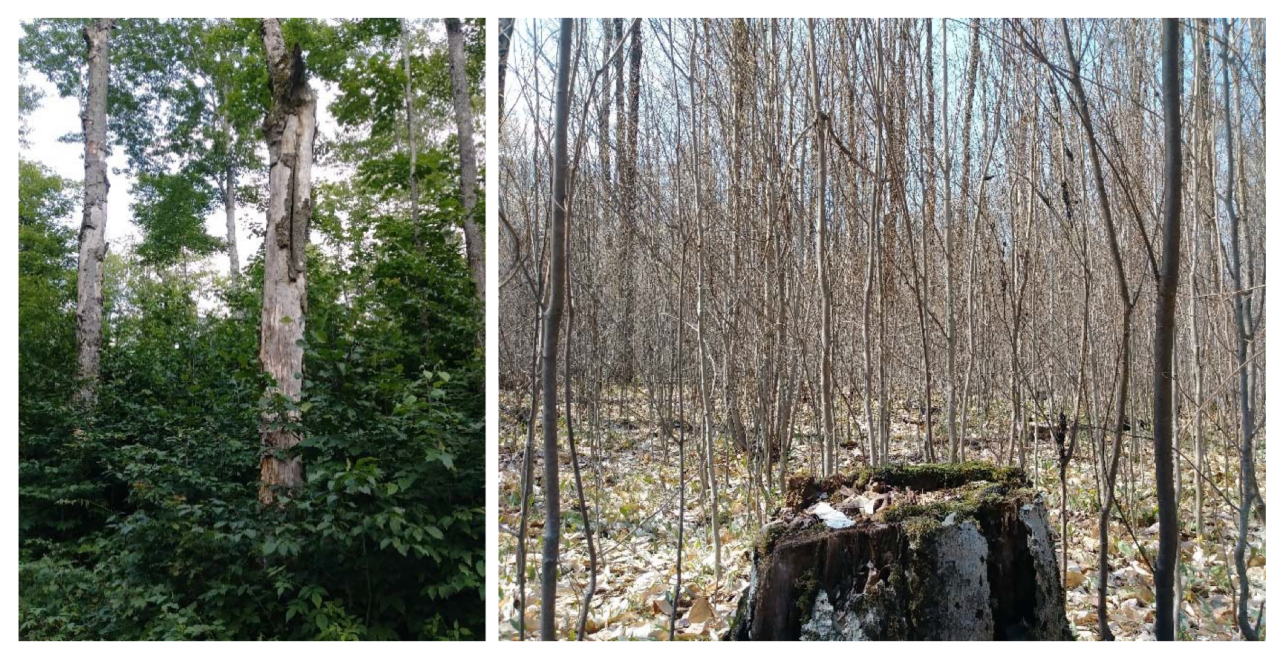 Forests 11 00180 g007 Forests 11 00180 g007