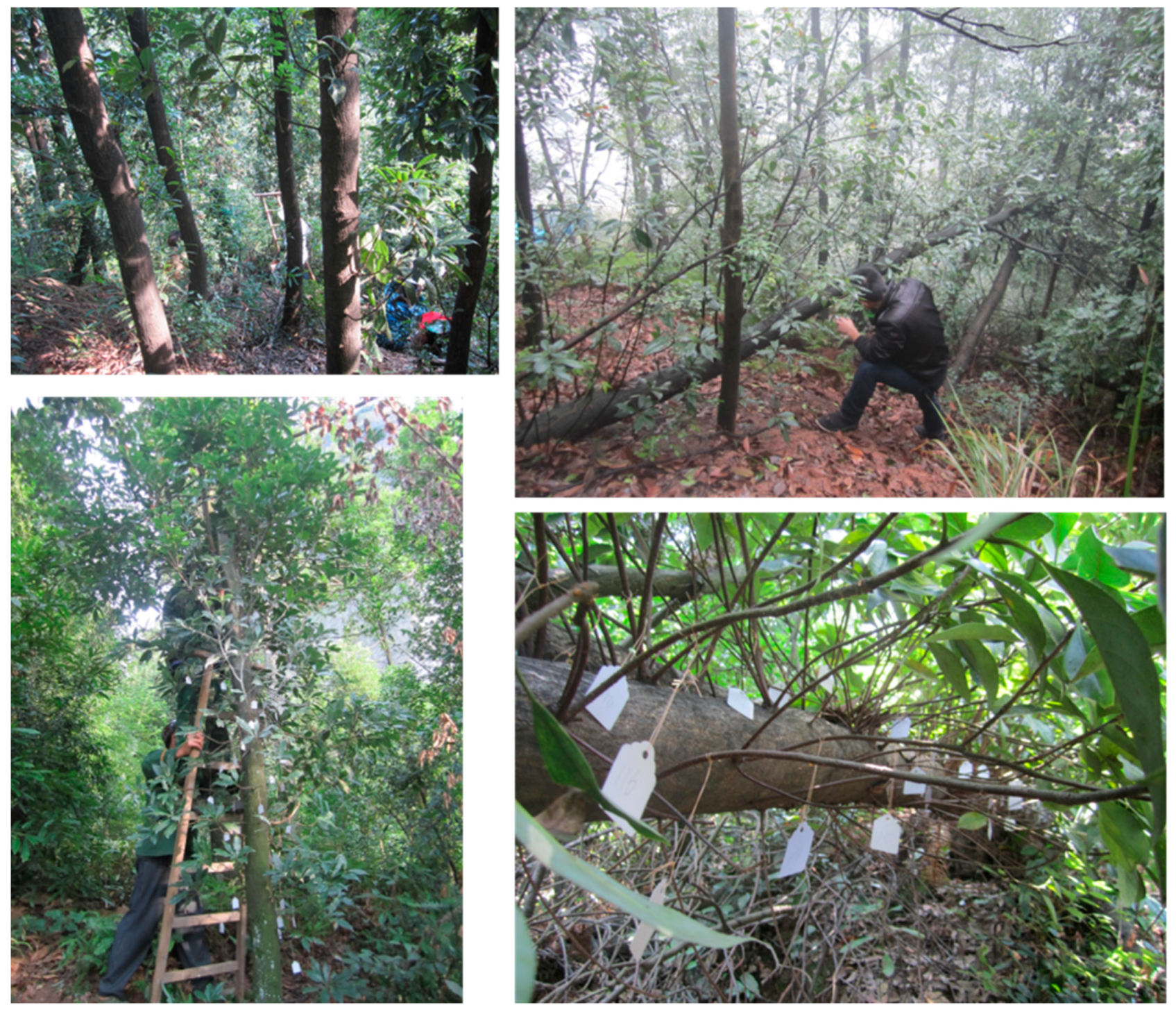 Forests 11 00184 g001