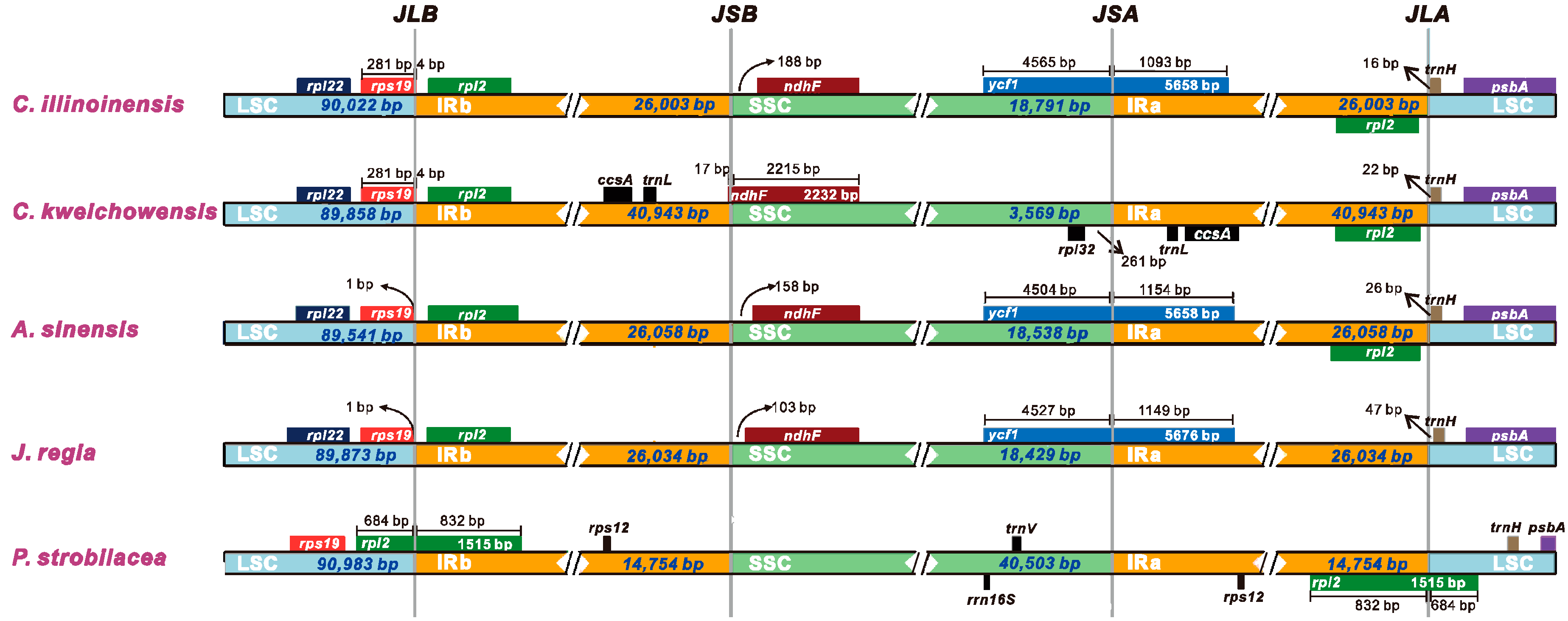 Forests 11 00207 g004 Forests 11 00207 g004