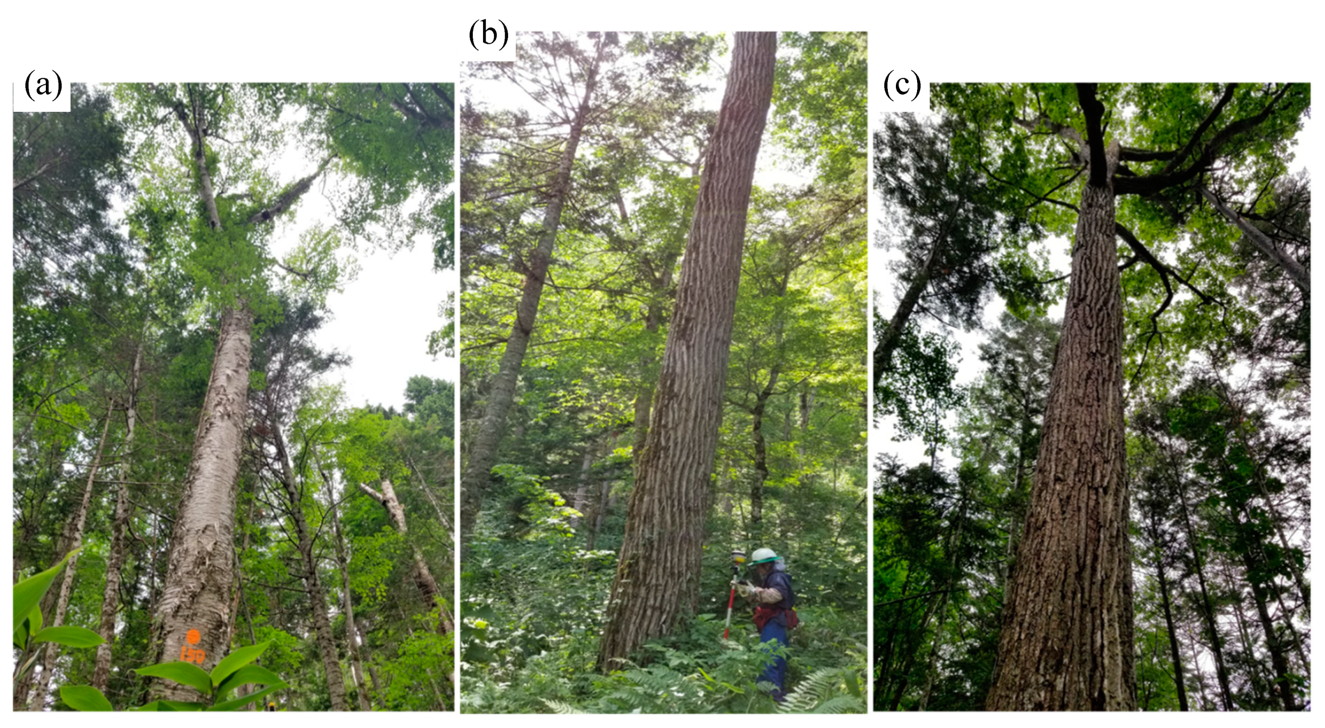 Forests 11 00223 g002