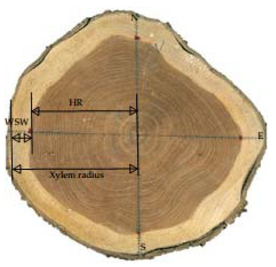 Forests Free Full Text Horizontal And Vertical Distributions Of Heartwood For Teak Plantation Html