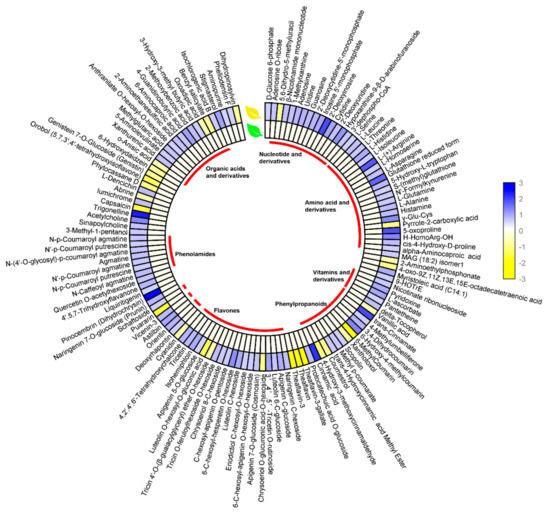 Widely Targeted Metabolomic and Transcriptomic Analyses of a