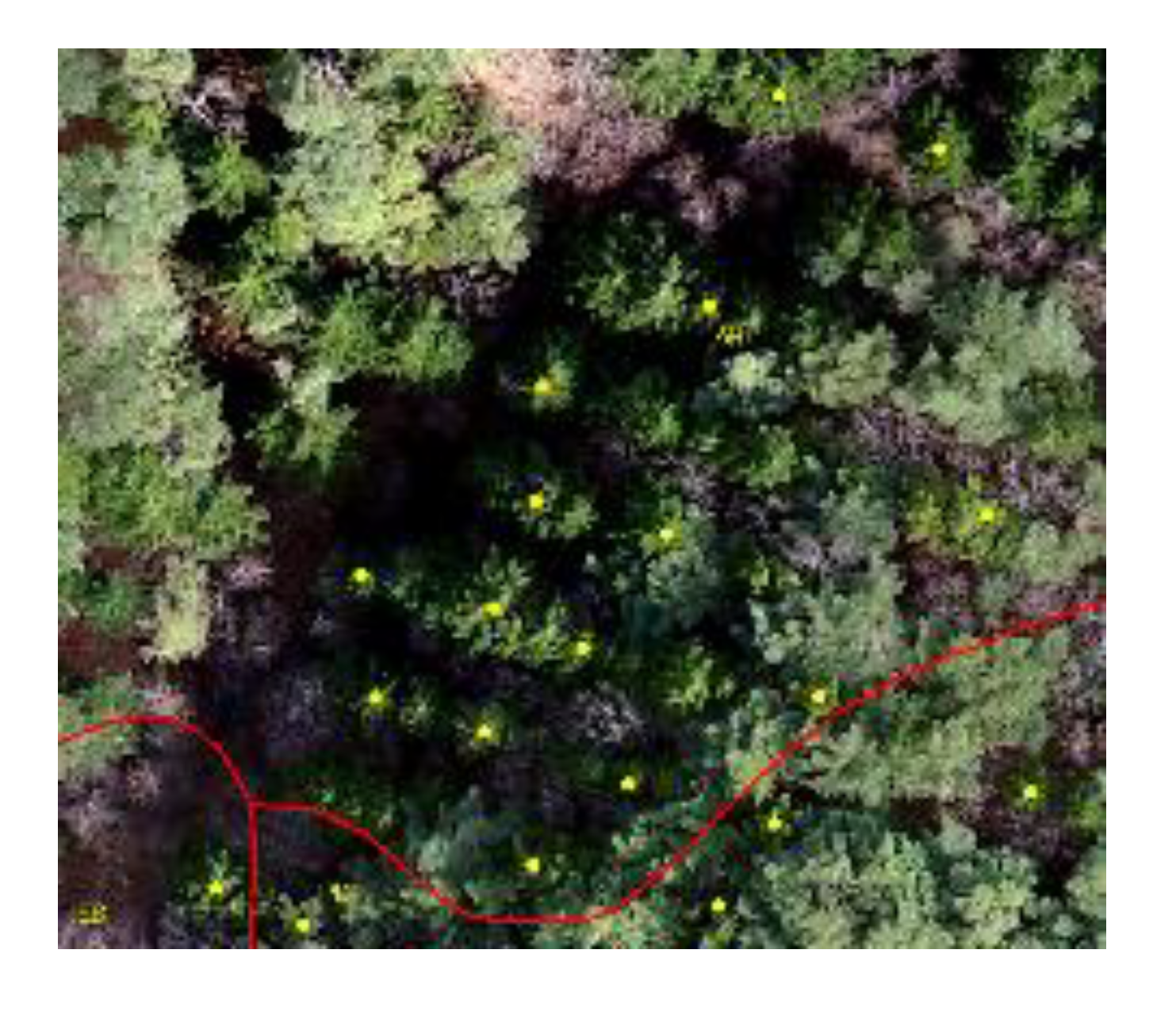 Forests 11 00241 i001 Forests 11 00241 i001