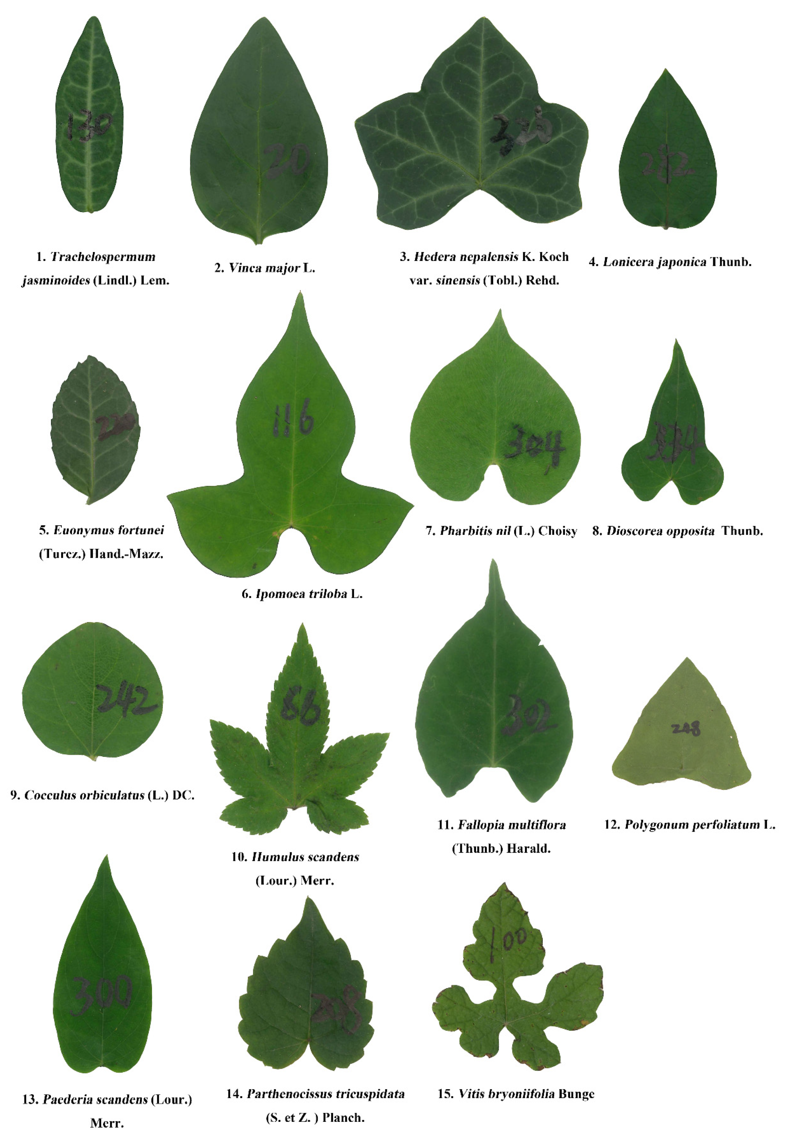 Leaf Shape Types Leryhotline