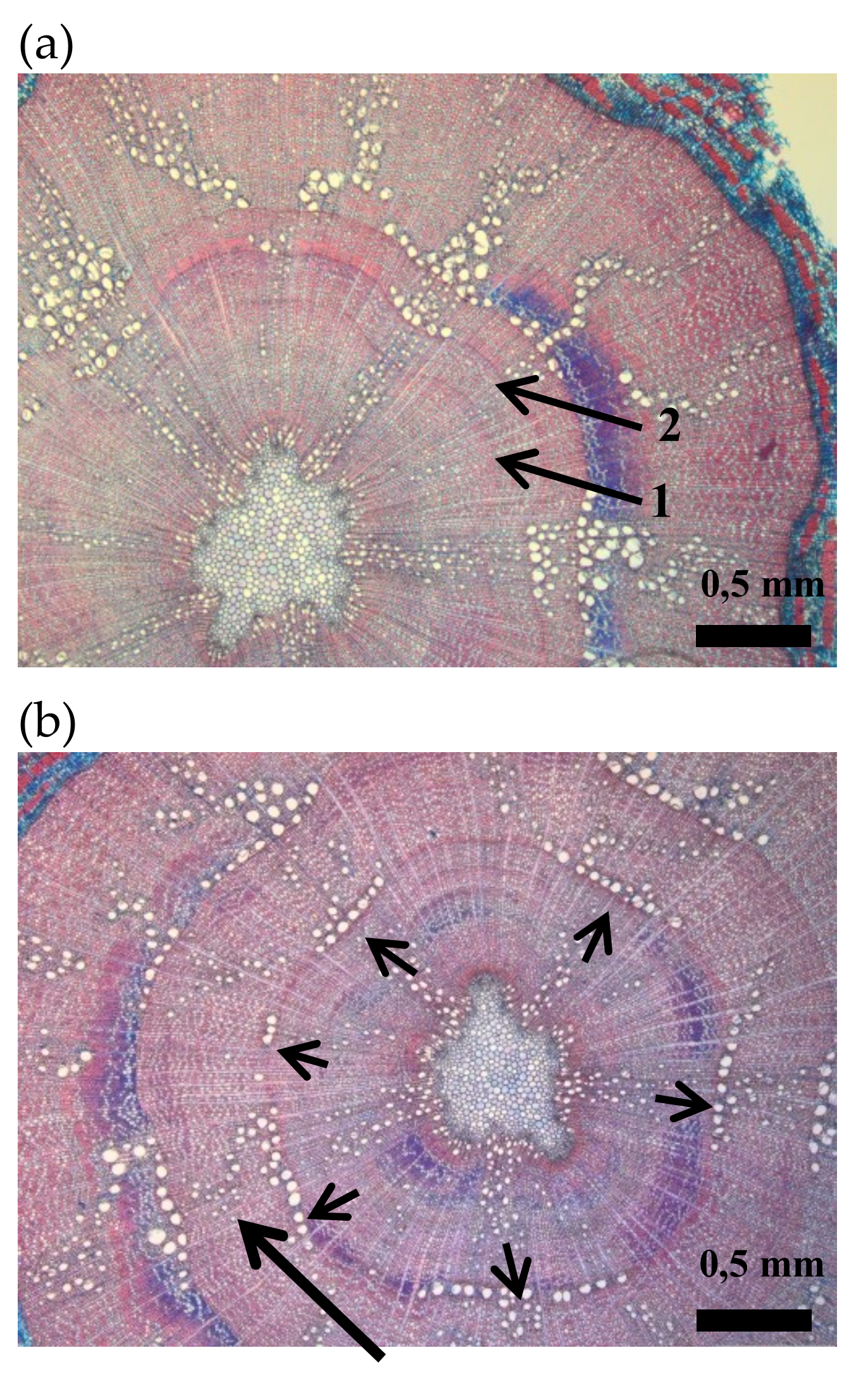 Forests 11 00250 g001