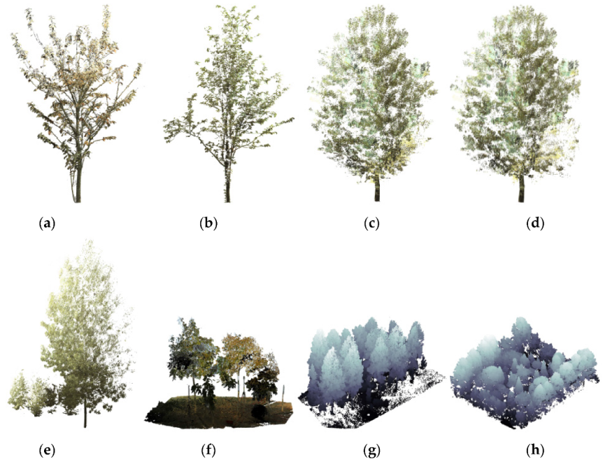 Forests 11 00257 g001 Forests 11 00257 g001