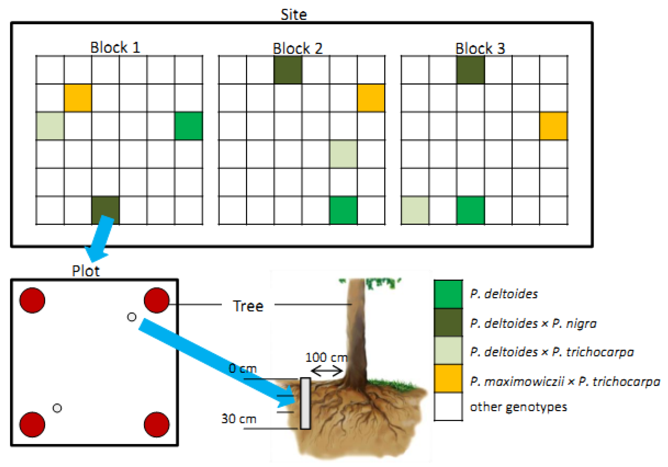 Forests 11 00262 g002