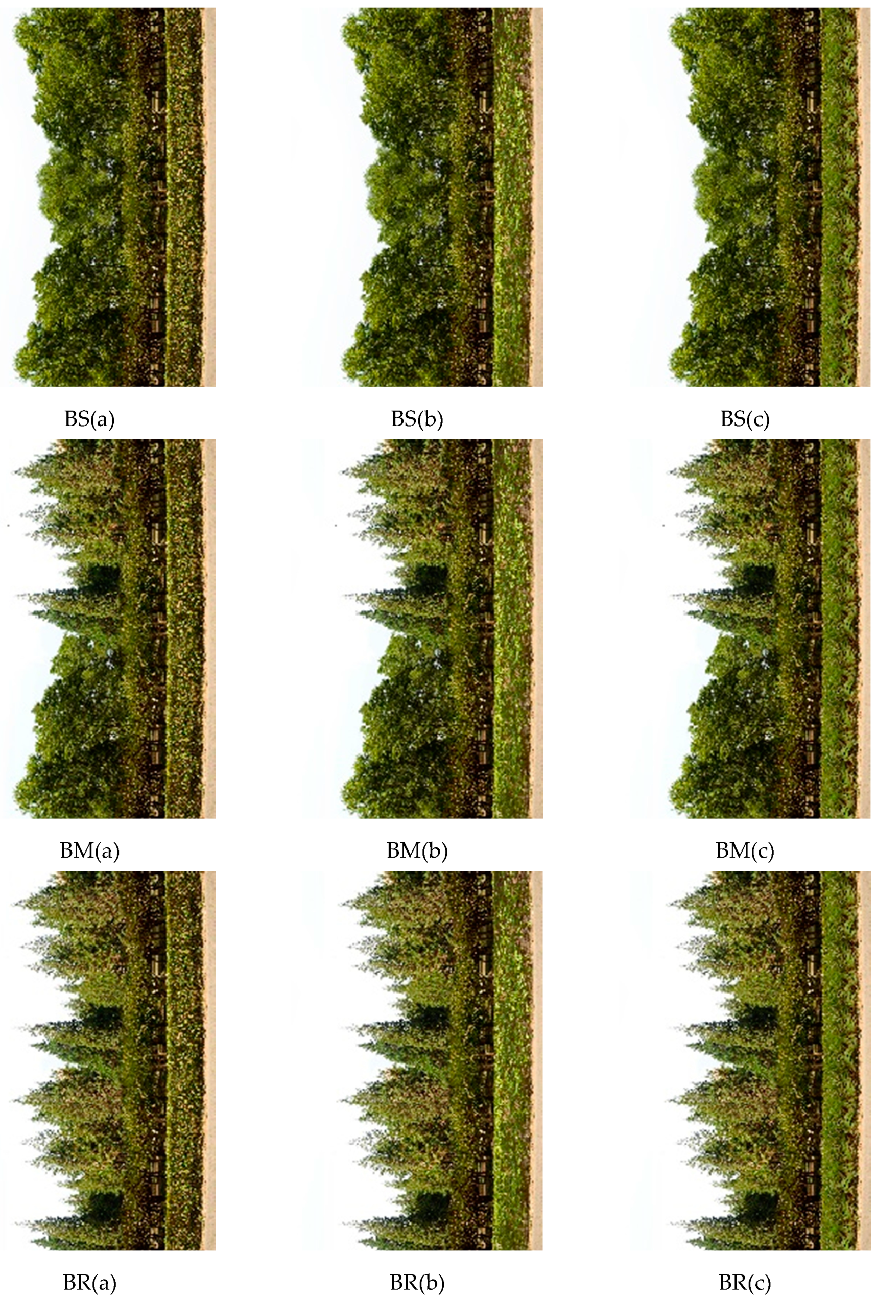 Forests 11 00278 g001