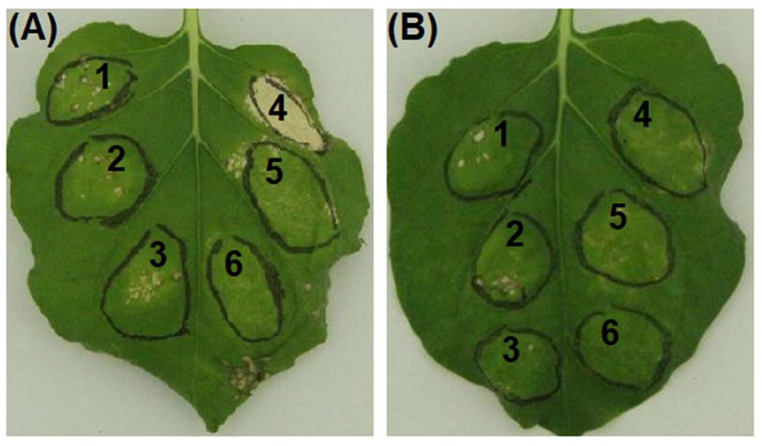 Forests 11 00306 g002 Forests 11 00306 g002