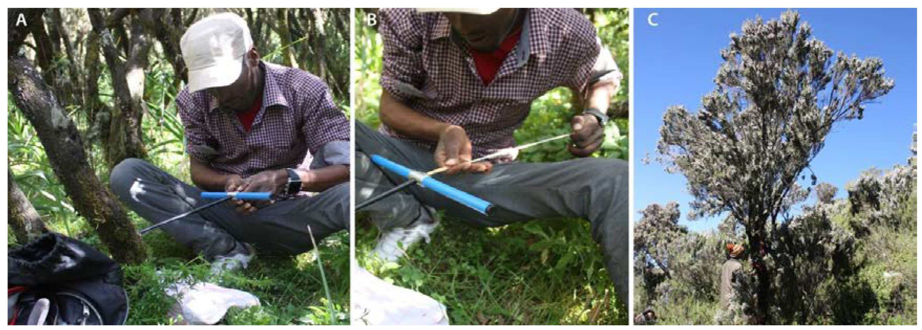 Forests 11 00310 g003