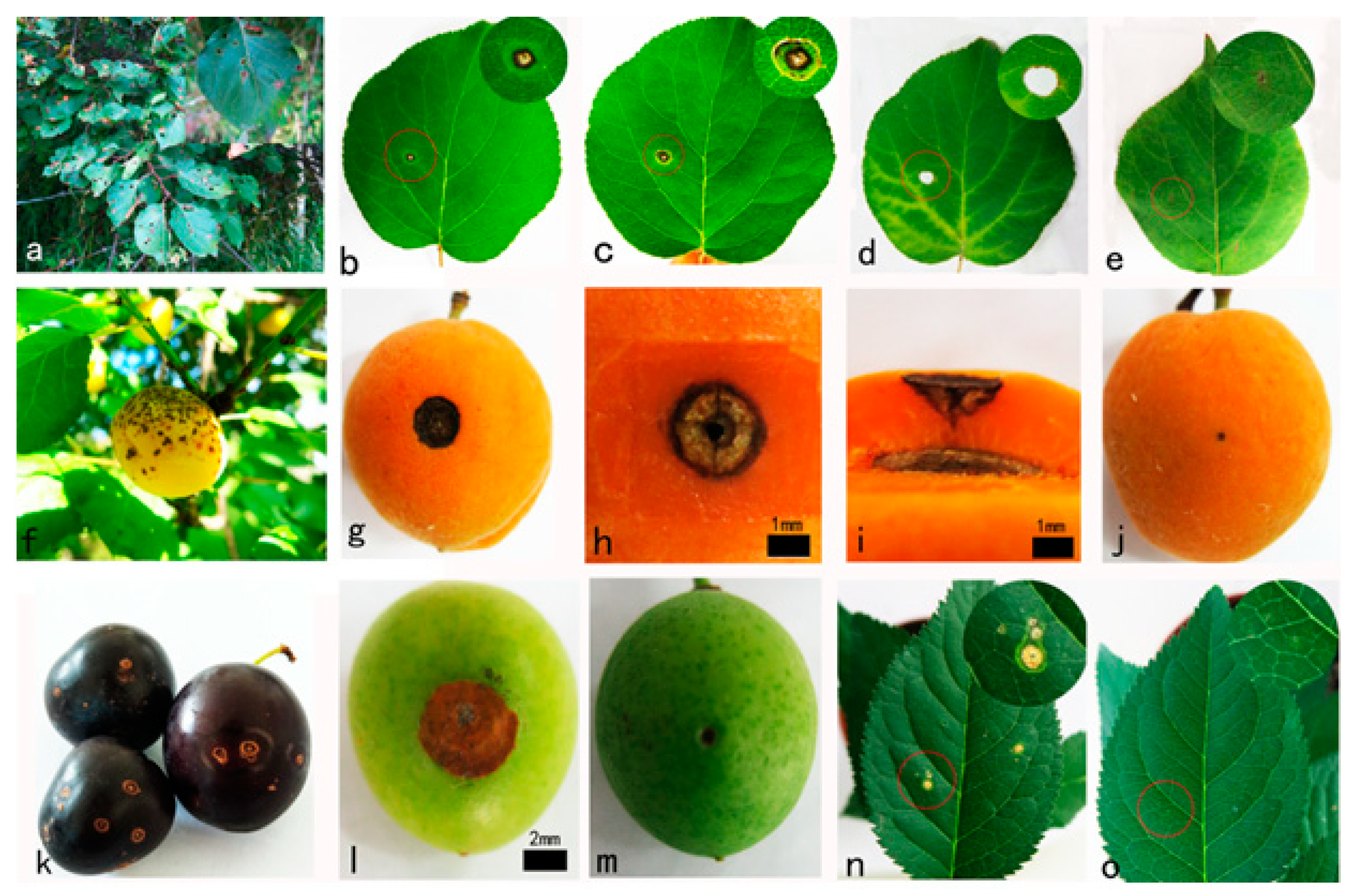 Forests 11 00319 g001 Forests 11 00319 g001