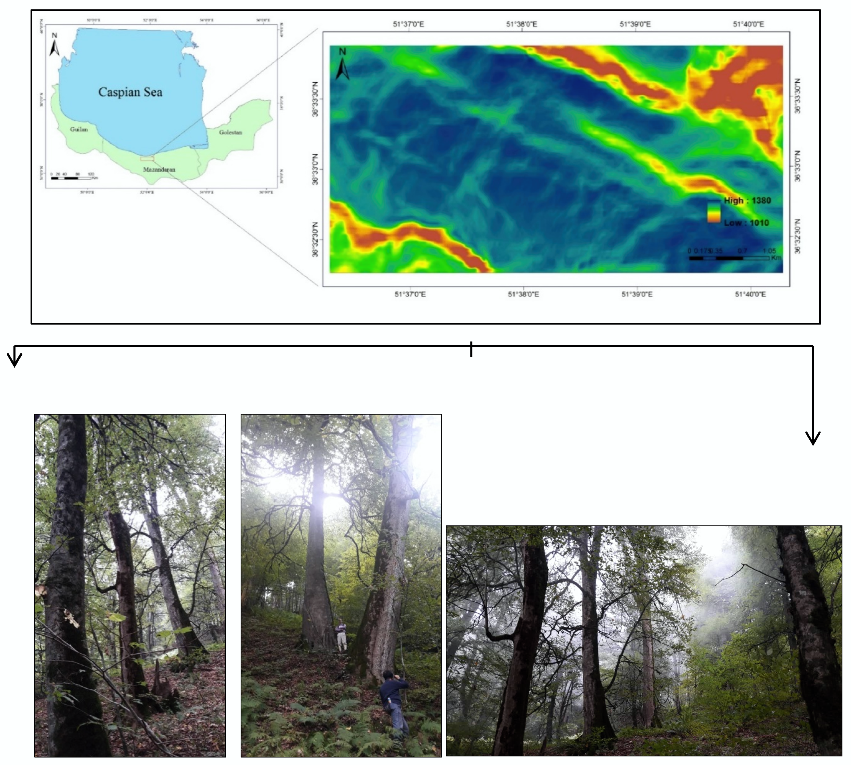 Forests 11 00324 g001