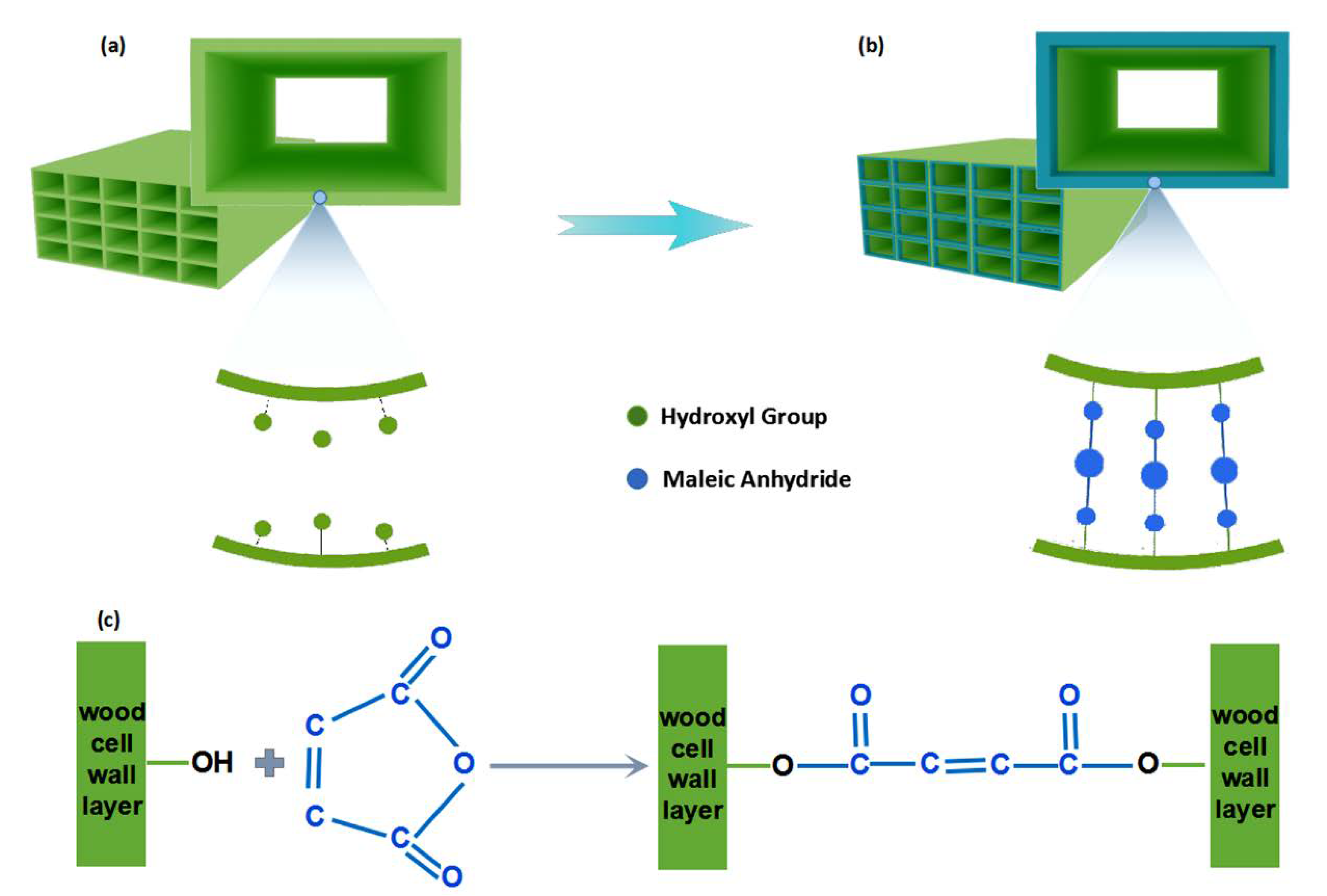 Forests 11 00367 g001