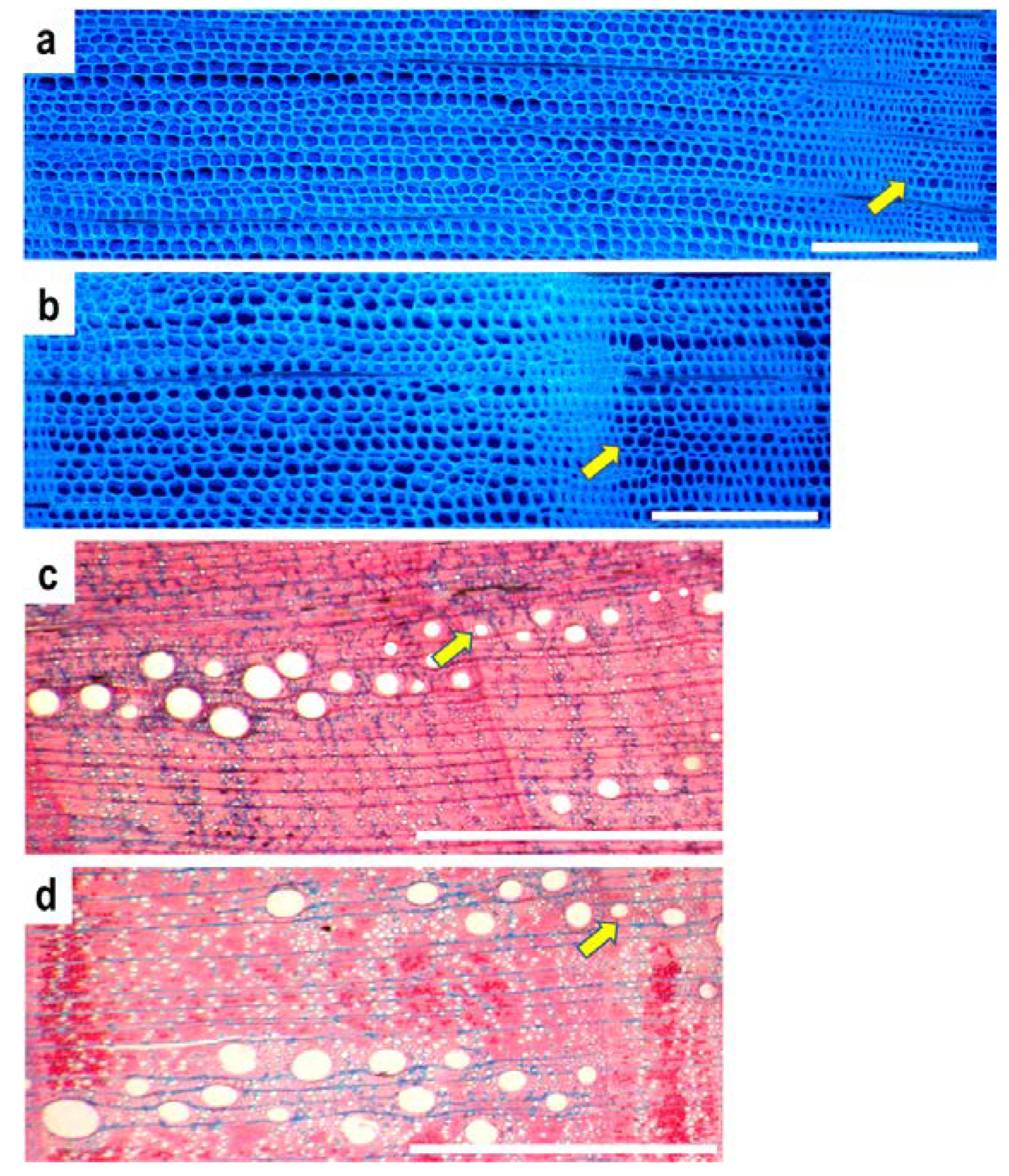 Forests 11 00379 g002