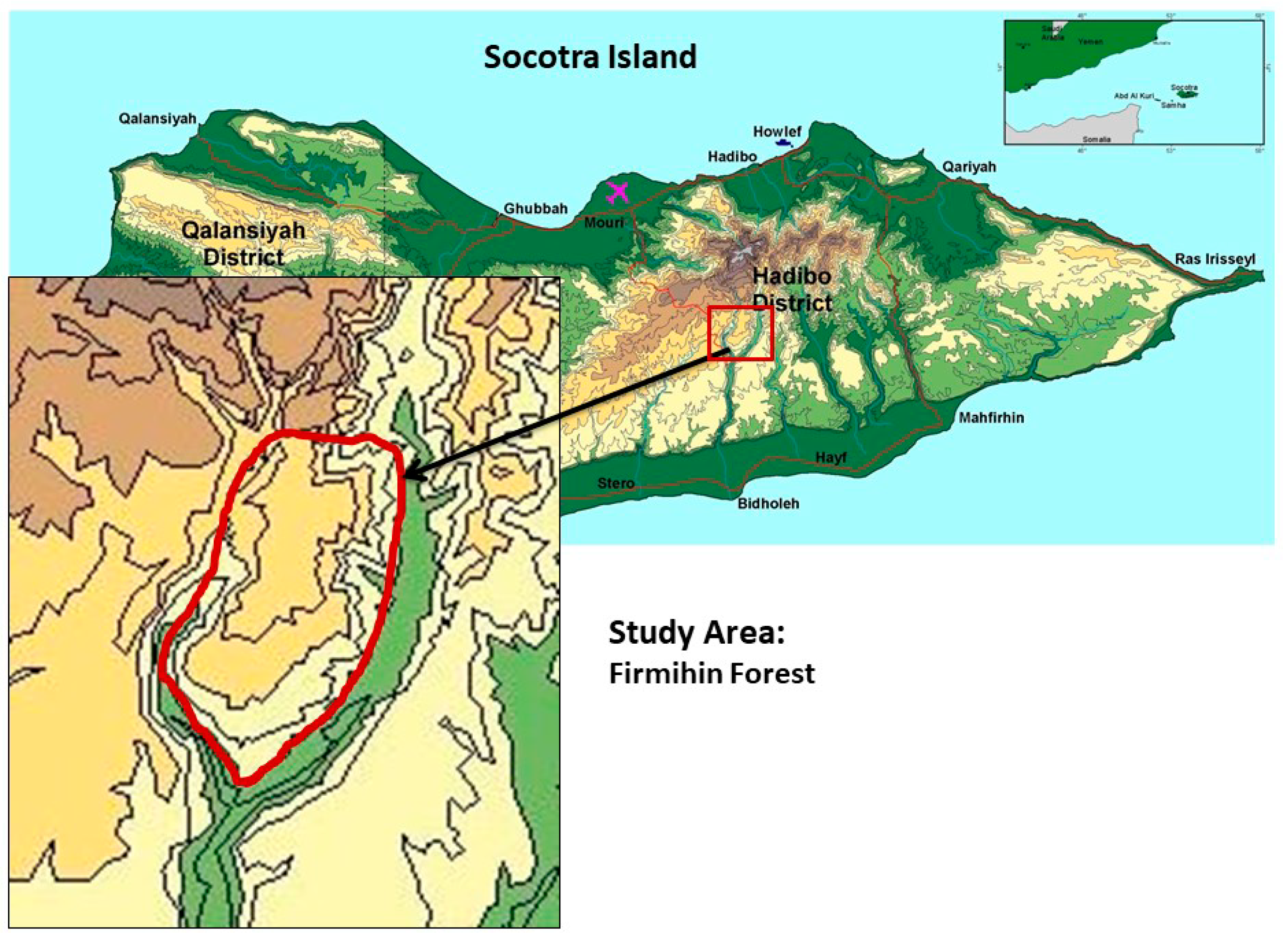 Forests Free Full Text Local Management System Of Dragon S Blood Tree Dracaena Cinnabari Balf F Resin In Firmihin Forest Socotra Island Yemen