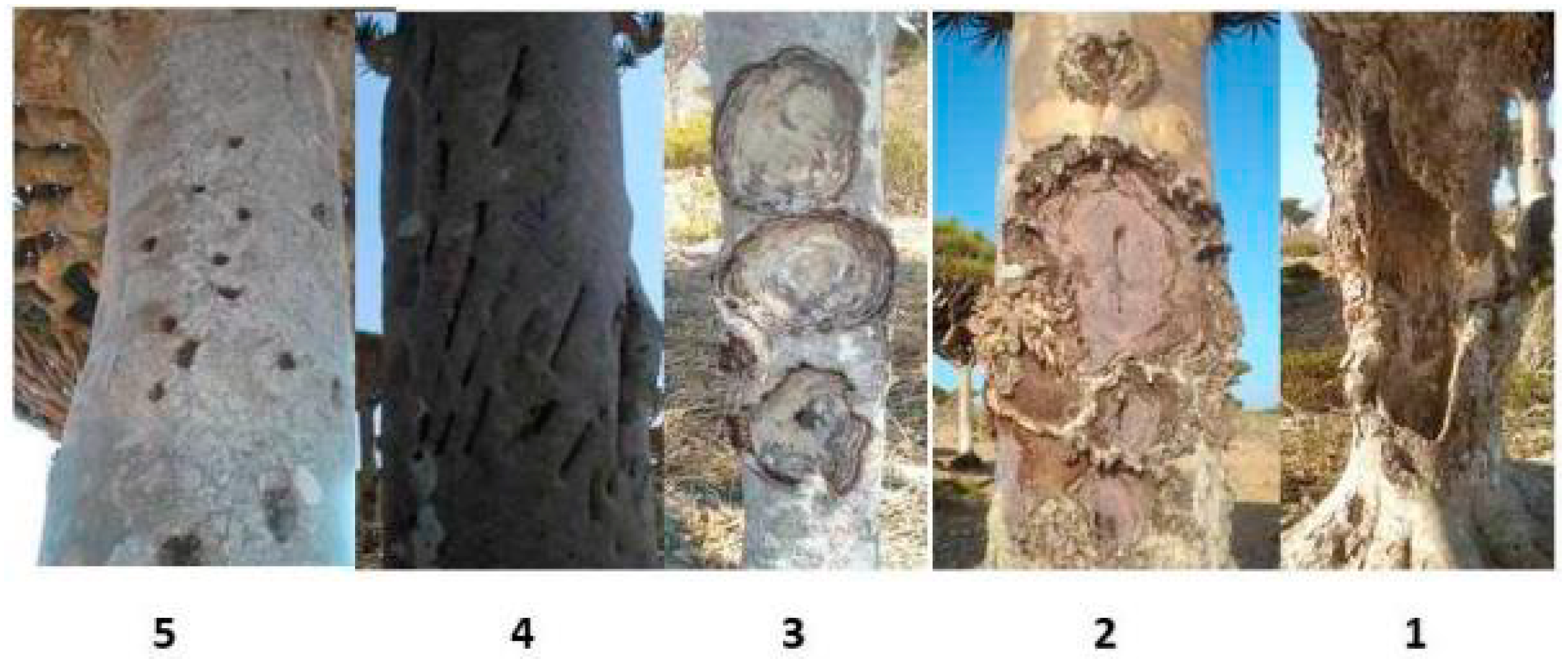 Forests Free Full Text Local Management System Of Dragon S Blood Tree Dracaena Cinnabari Balf F Resin In Firmihin Forest Socotra Island Yemen