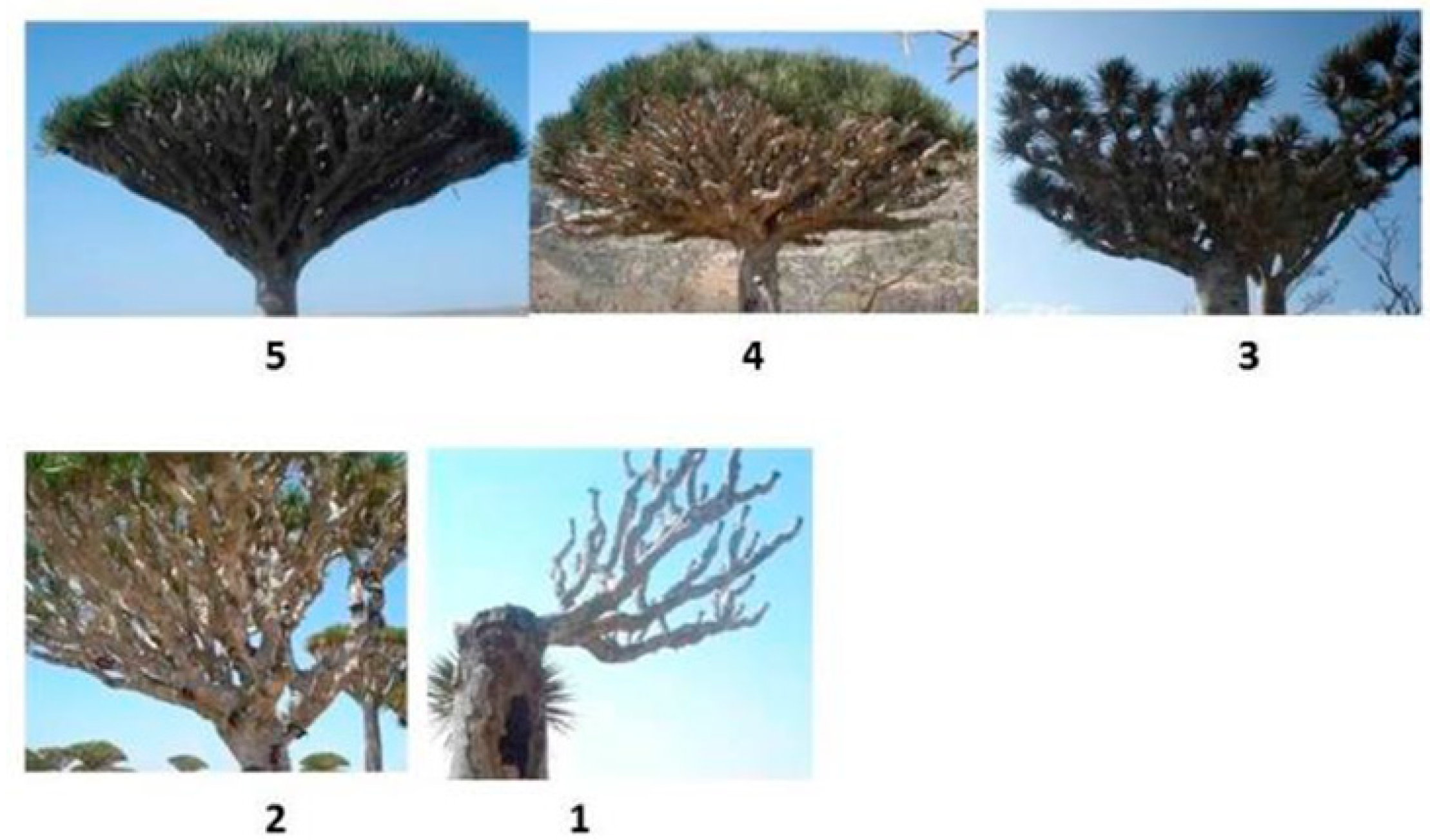 Forests Free Full Text Local Management System Of Dragon S Blood Tree Dracaena Cinnabari Balf F Resin In Firmihin Forest Socotra Island Yemen Html