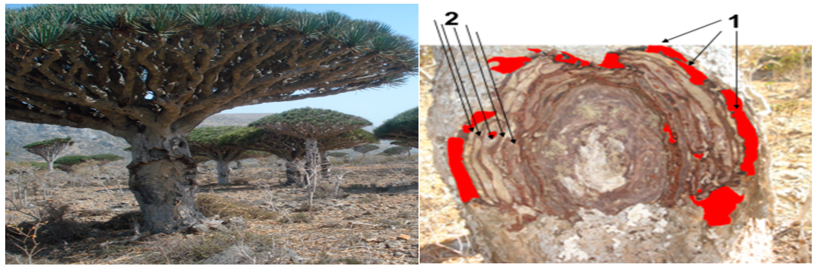 Forests Free Full Text Local Management System Of Dragon S Blood Tree Dracaena Cinnabari Balf F Resin In Firmihin Forest Socotra Island Yemen