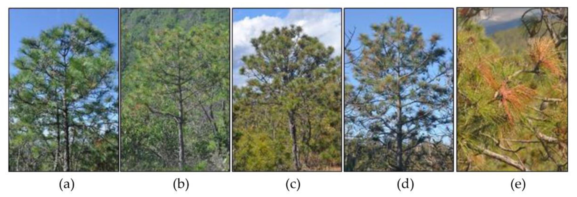 Forests 11 00417 g002