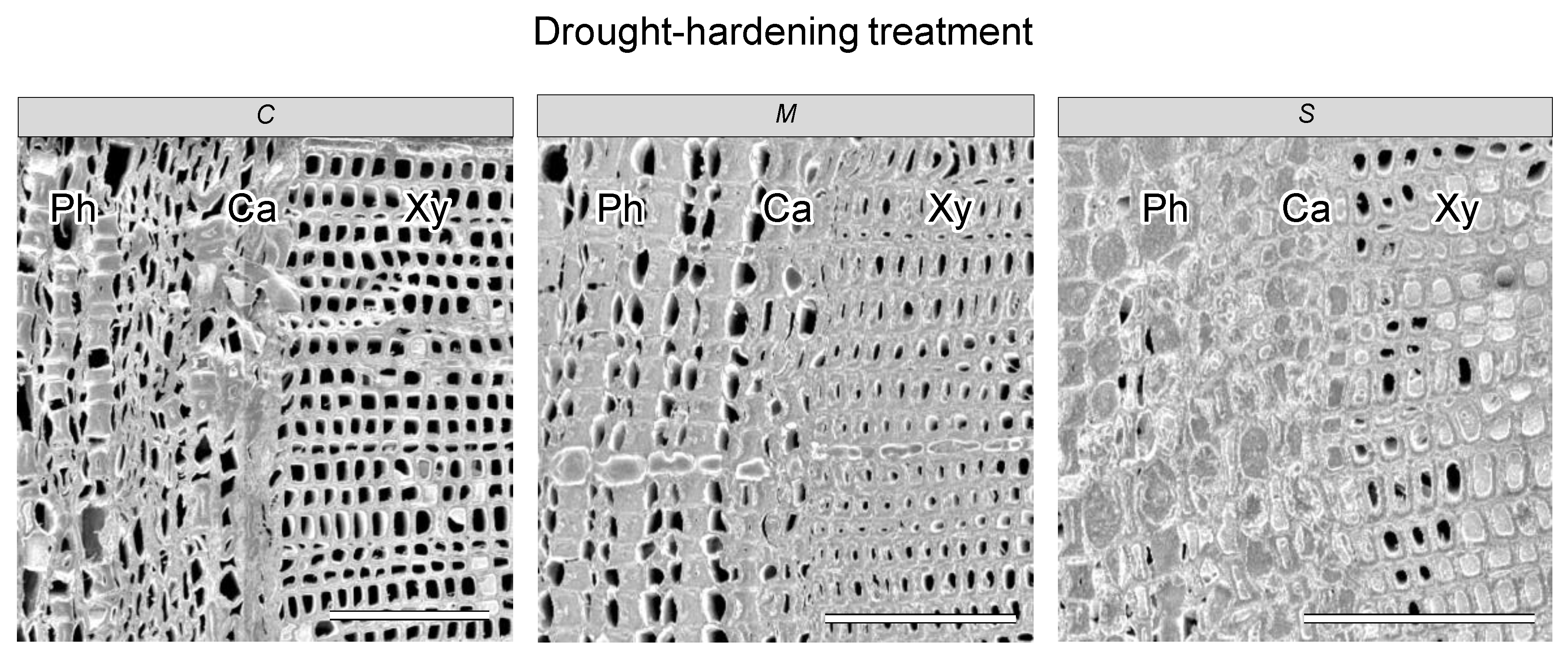 Forests 11 00441 g006