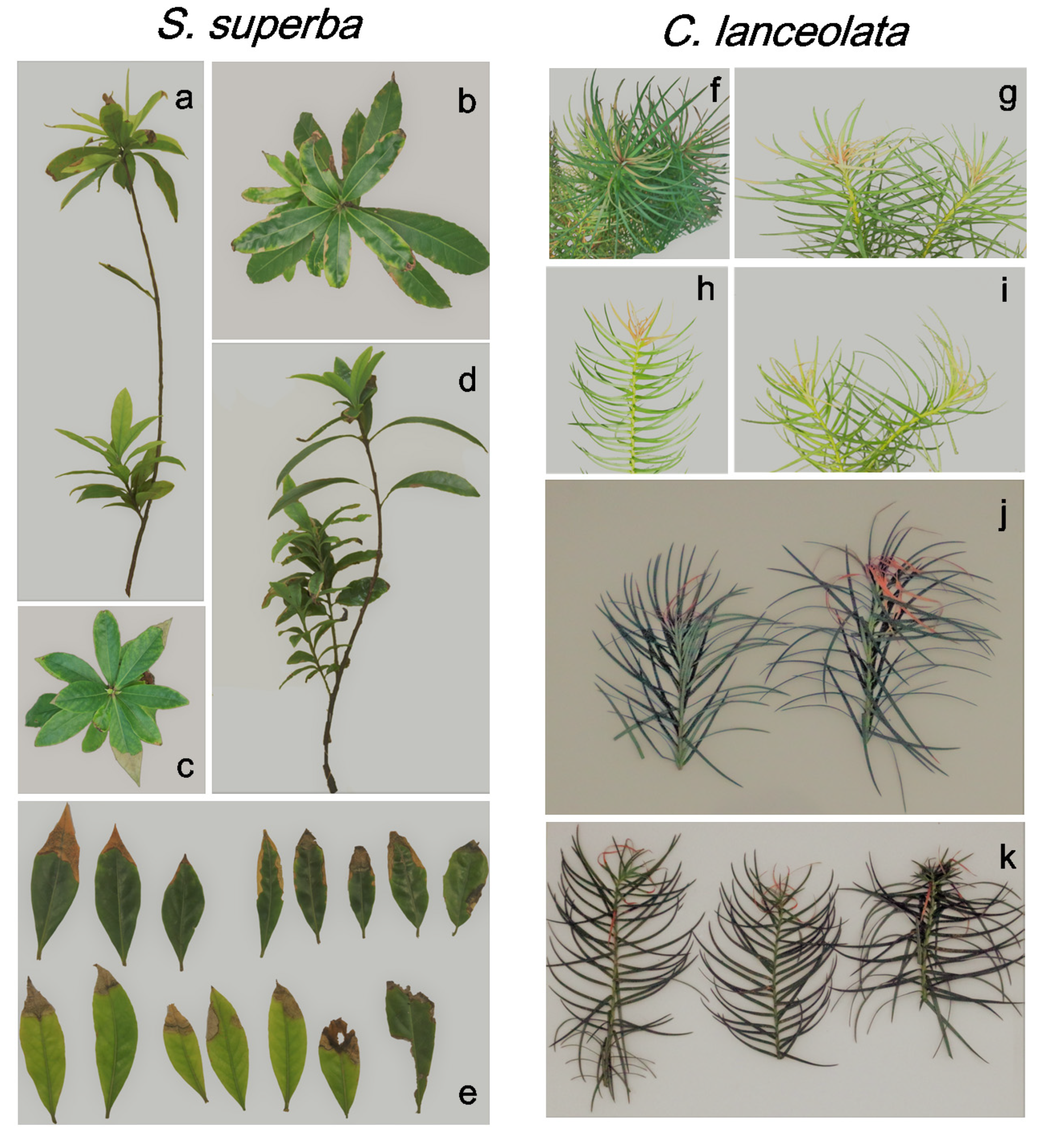 Forests 11 00513 g007 Forests 11 00513 g007