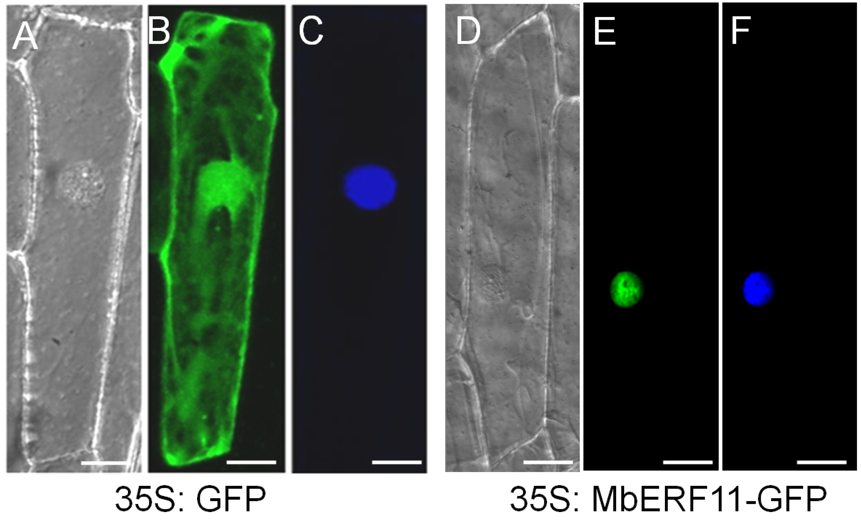 Forests 11 00514 g003 Forests 11 00514 g003