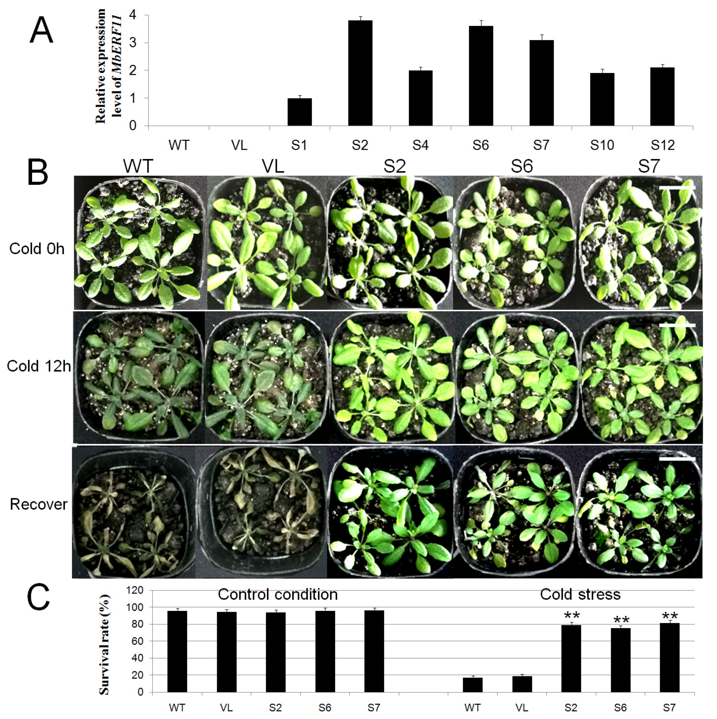Forests 11 00514 g005 Forests 11 00514 g005