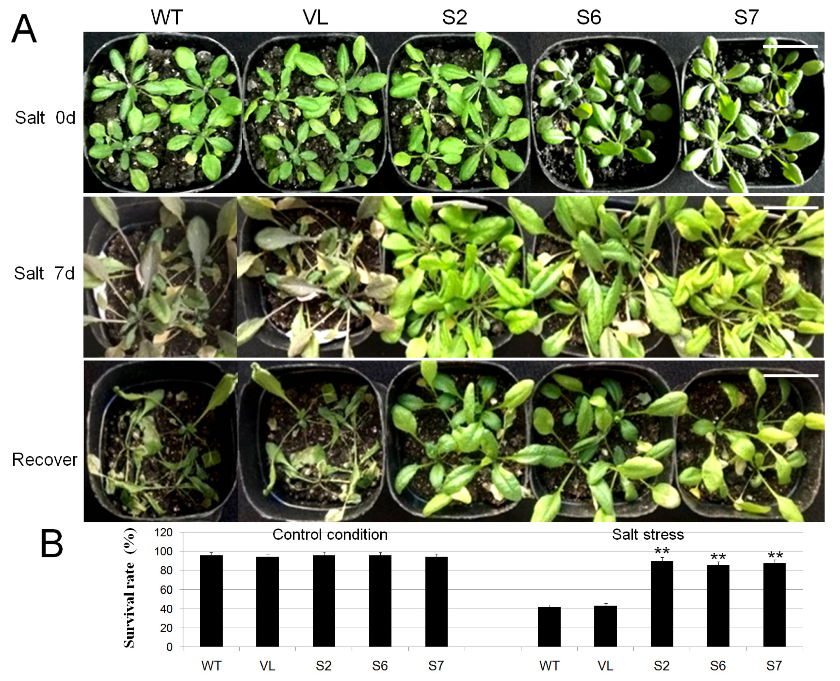 Forests 11 00514 g007 Forests 11 00514 g007