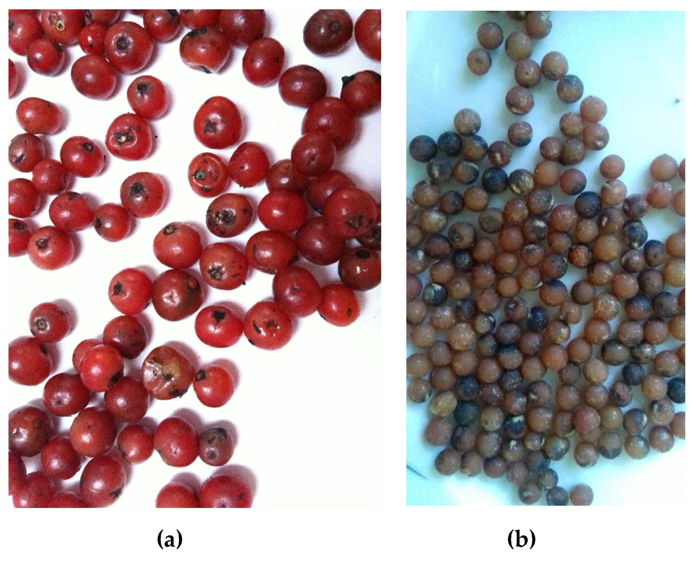 Forests Free Full Text Germination Of Dracaena Cinnabari Balf F Seeds Under Controlled Temperature Conditions Forests Free Full Text Germination Of Dracaena Cinnabari Balf F Seeds Under Controlled Temperature Conditions
