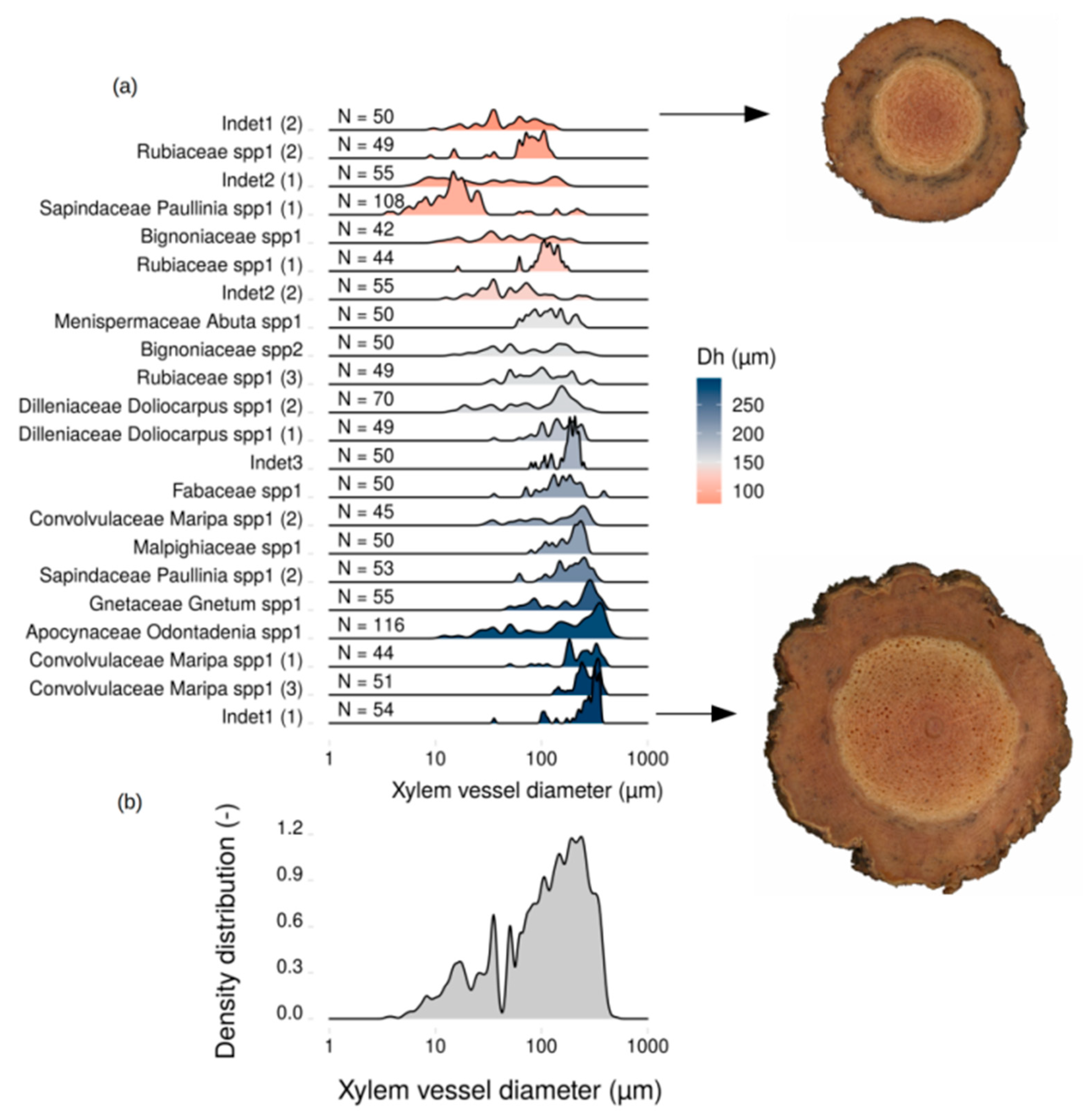 Forests 11 00523 g001 Forests 11 00523 g001