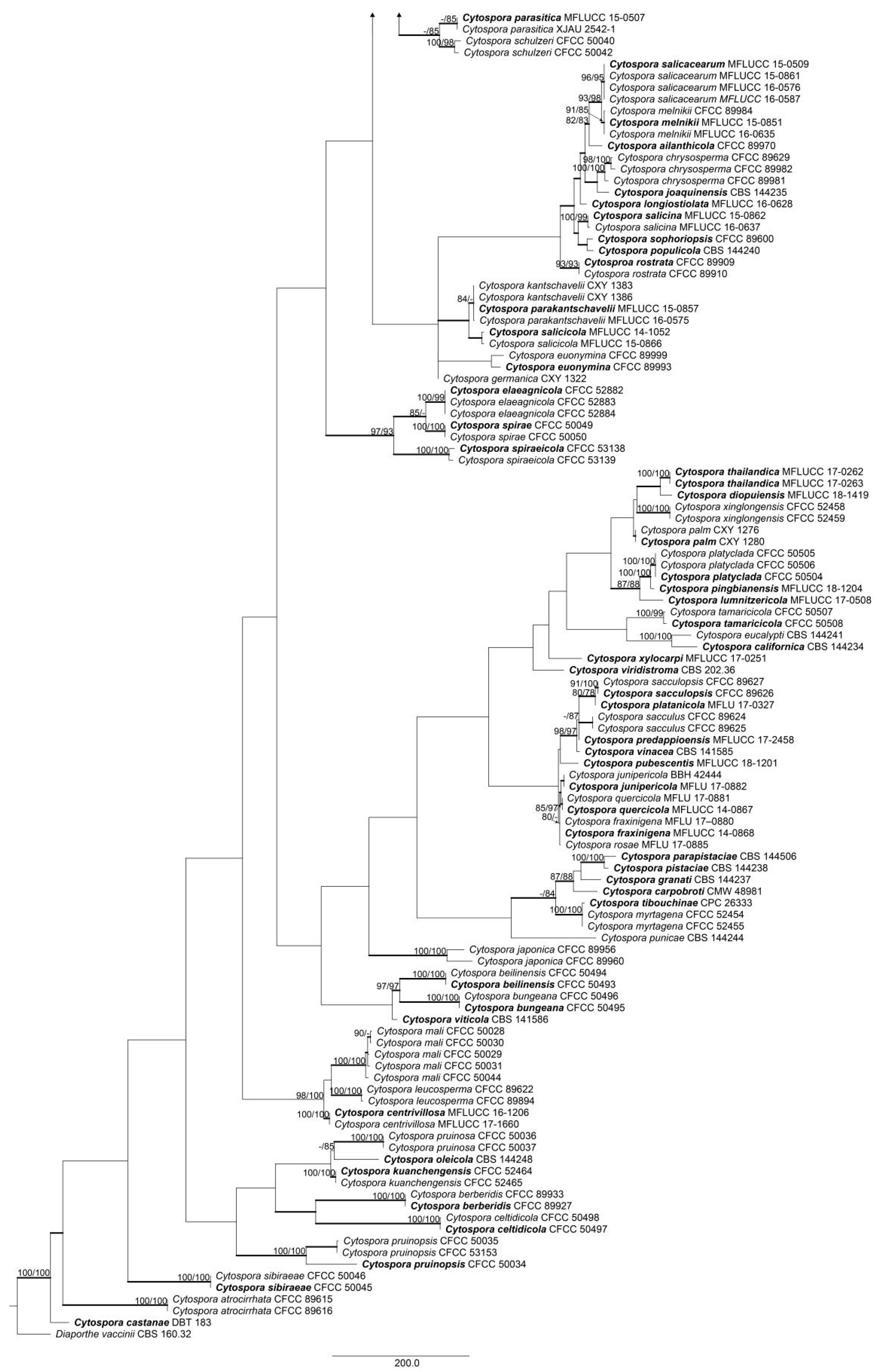 Forests 11 00524 g001b