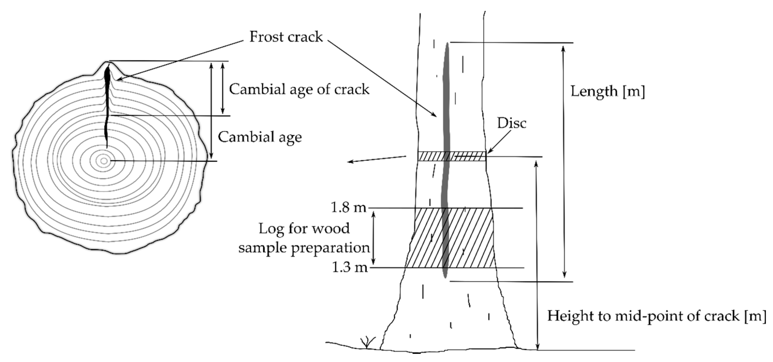 Forests 11 00538 g001