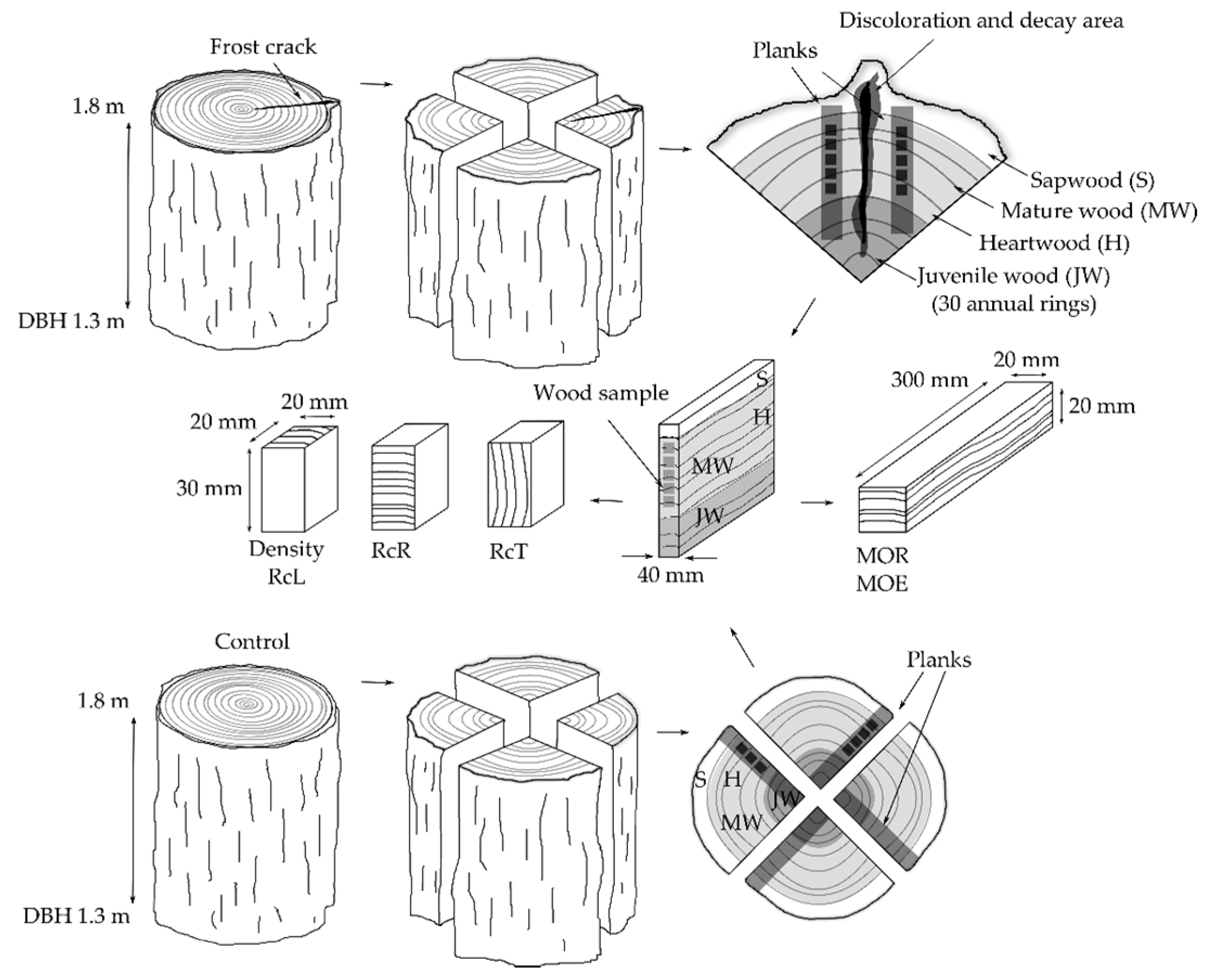 Forests 11 00538 g002