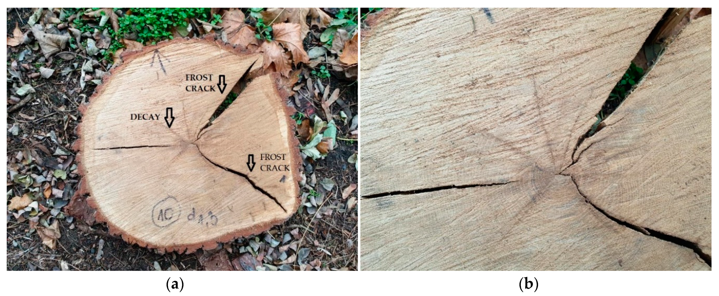 Forests 11 00538 g003