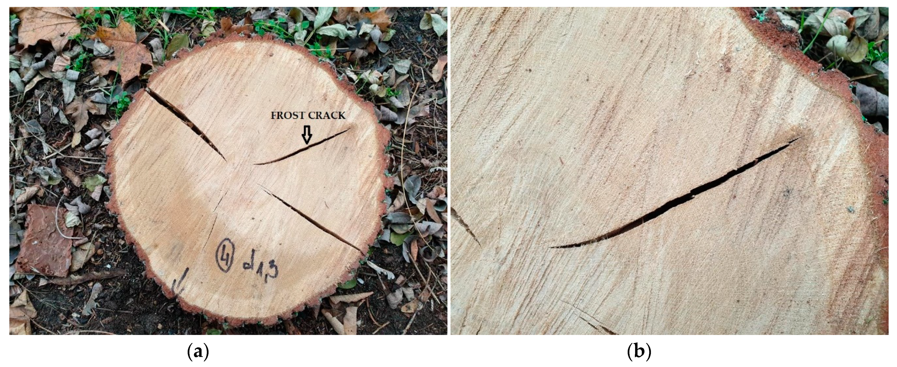 Forests 11 00538 g004