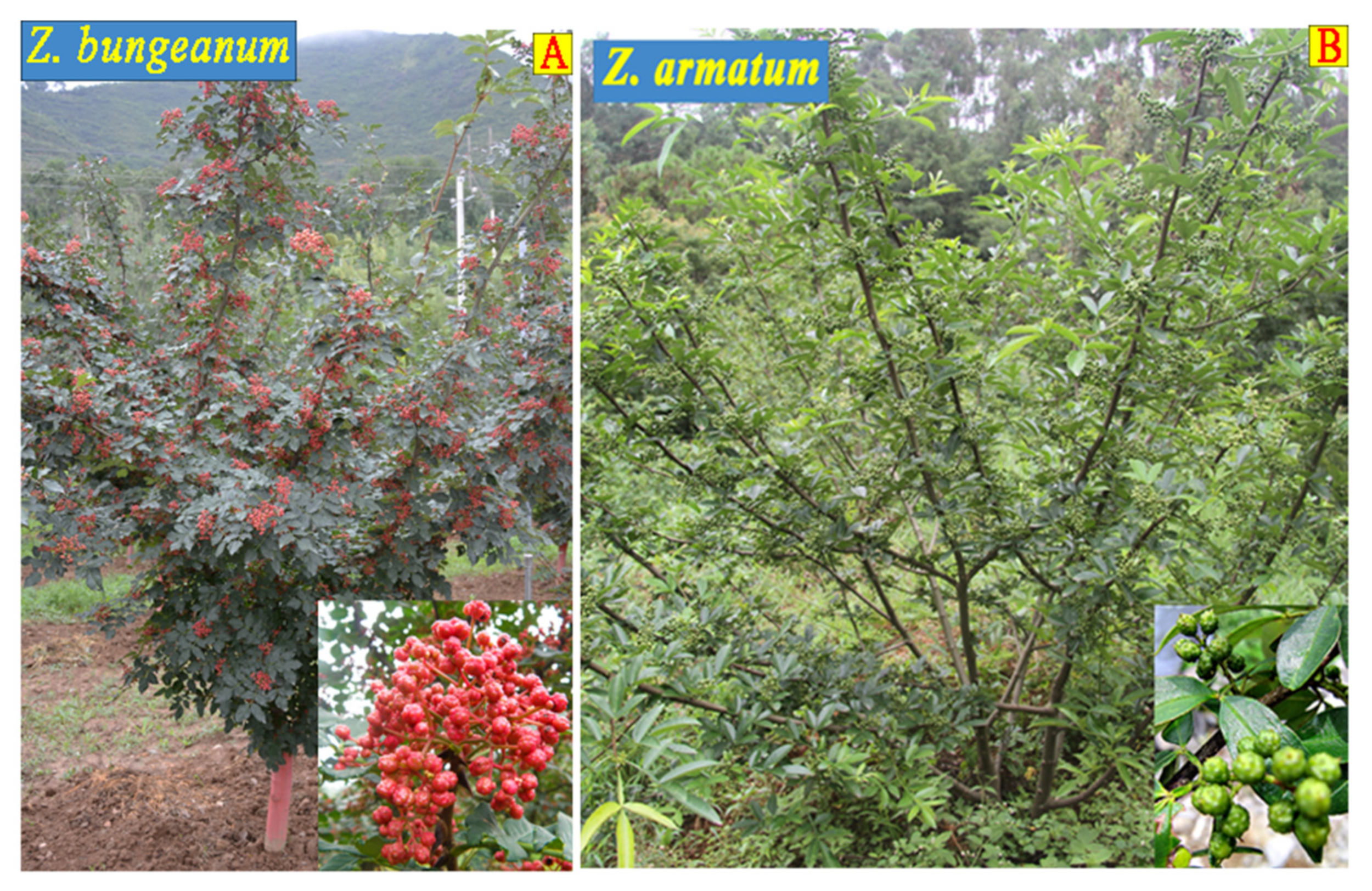 Forests 11 00543 g001 Forests 11 00543 g001