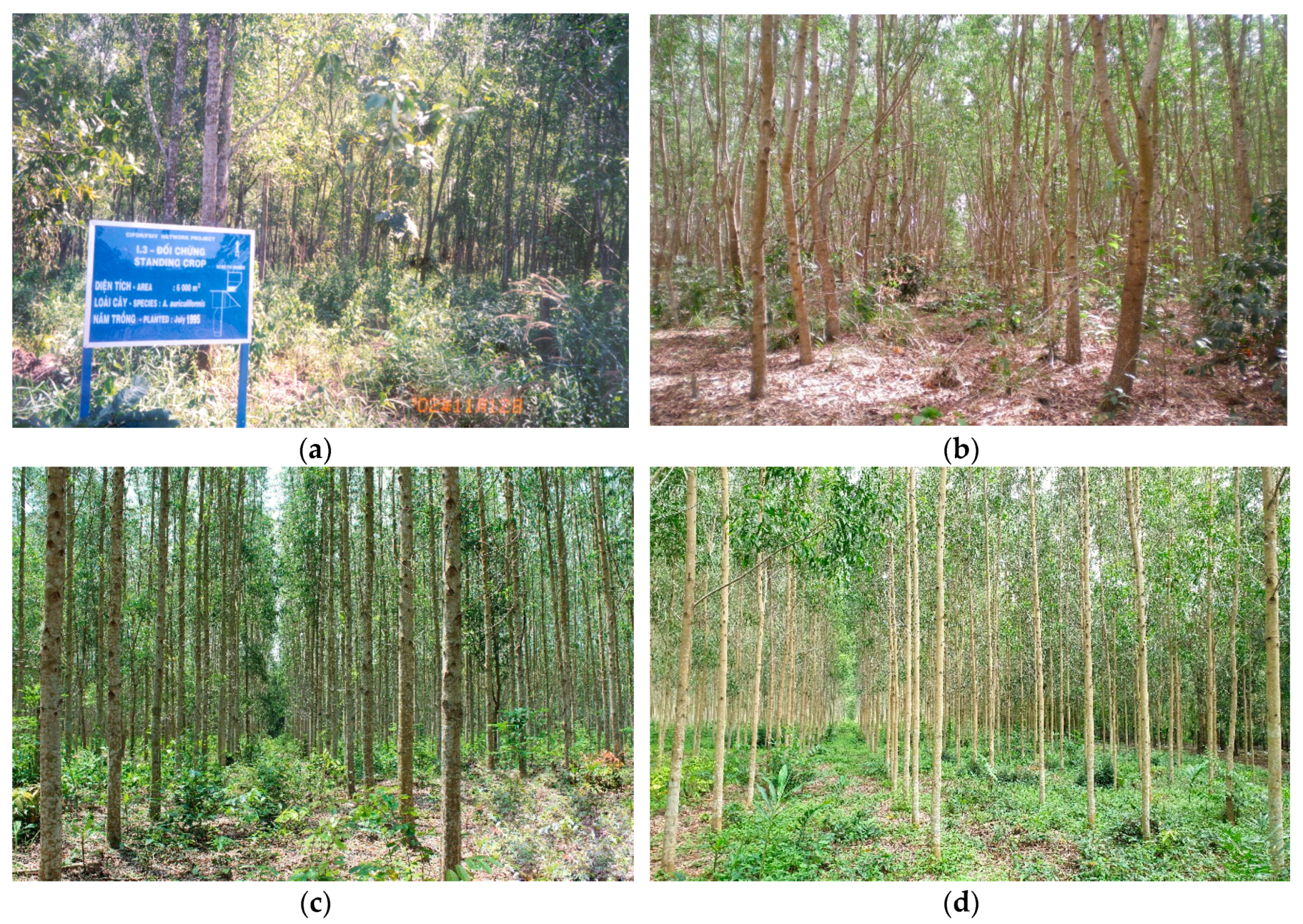 Forests 11 00550 g002 Forests 11 00550 g002