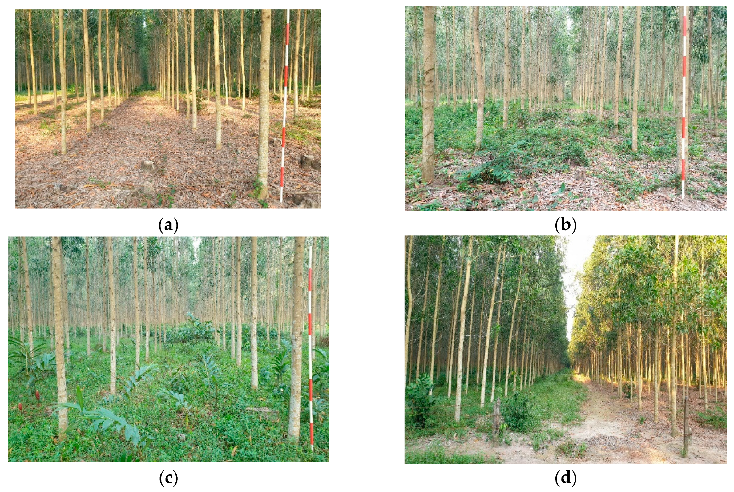 Forests 11 00550 g005 Forests 11 00550 g005