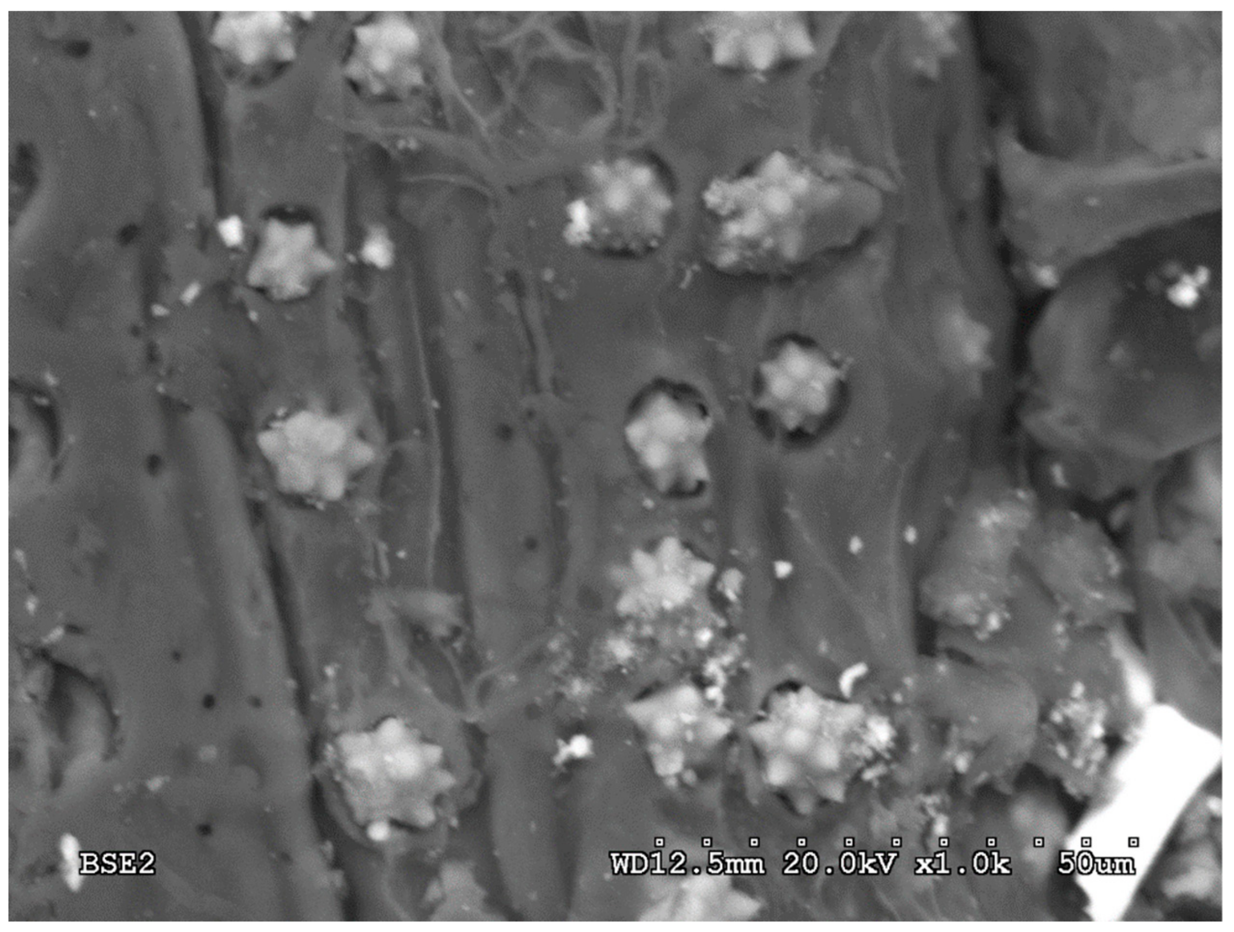 Forests 11 00560 g003 Forests 11 00560 g003