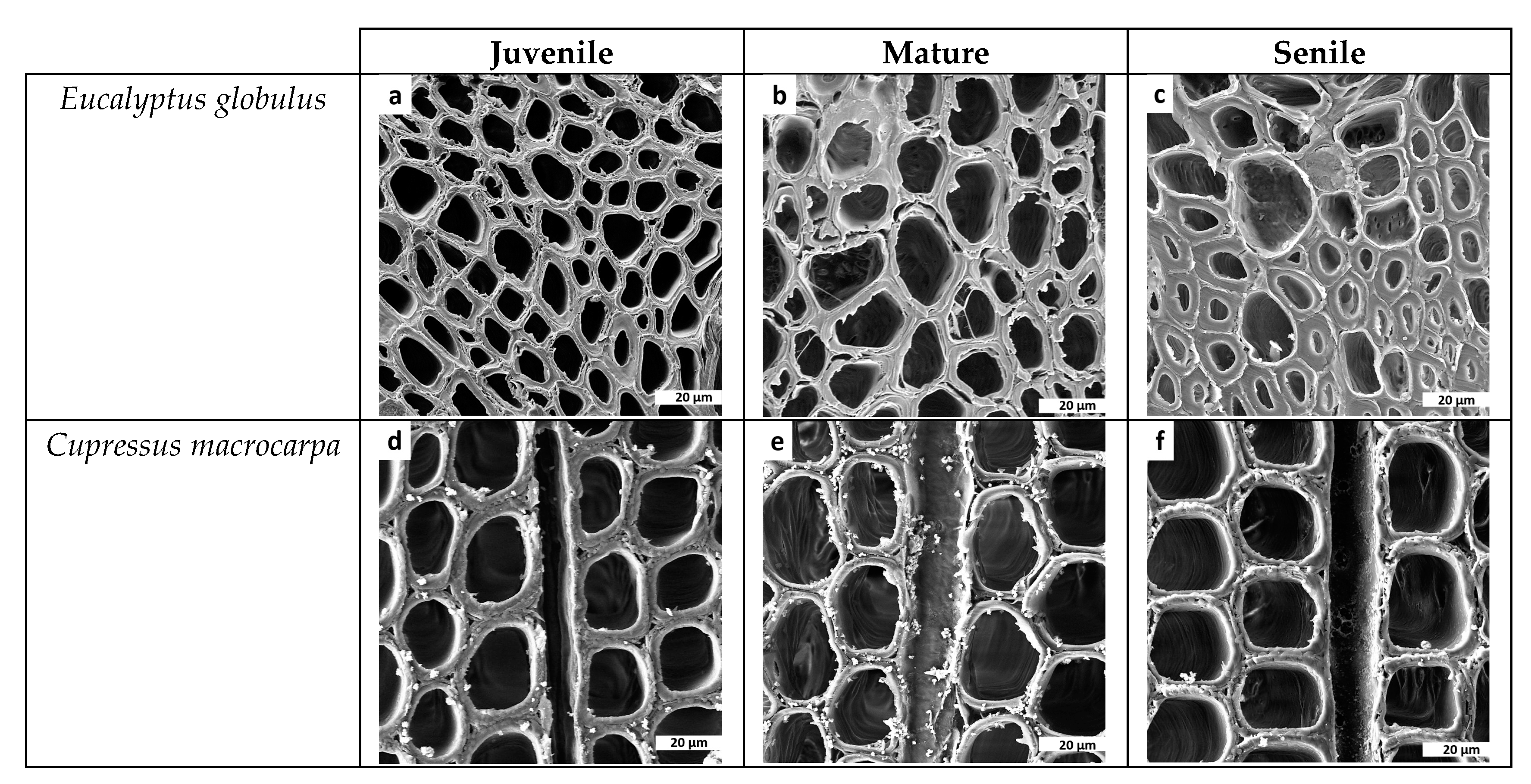 Forests 11 00569 g007