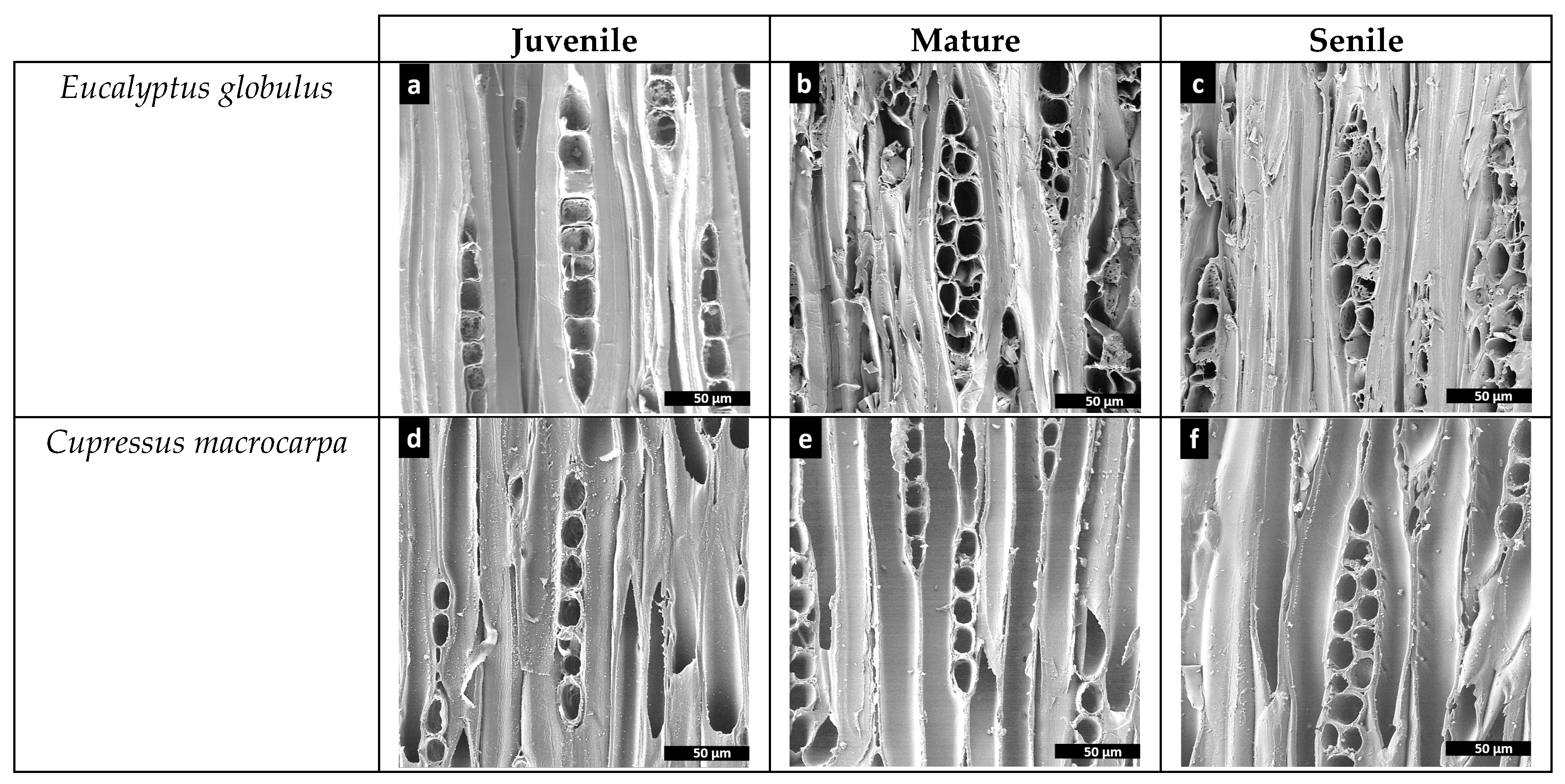 Forests 11 00569 g008