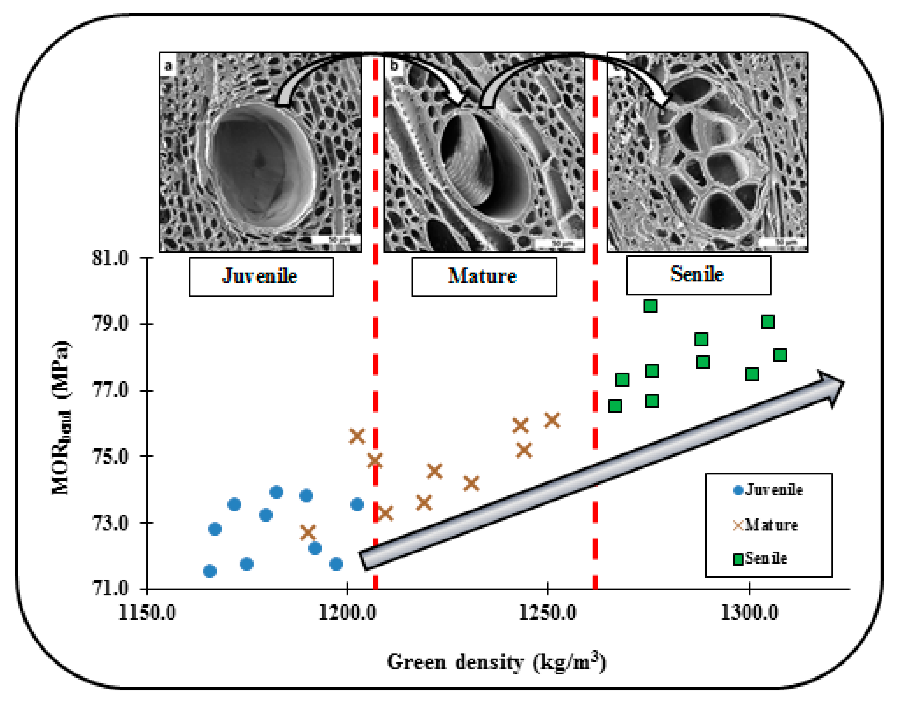 Forests 11 00569 g012