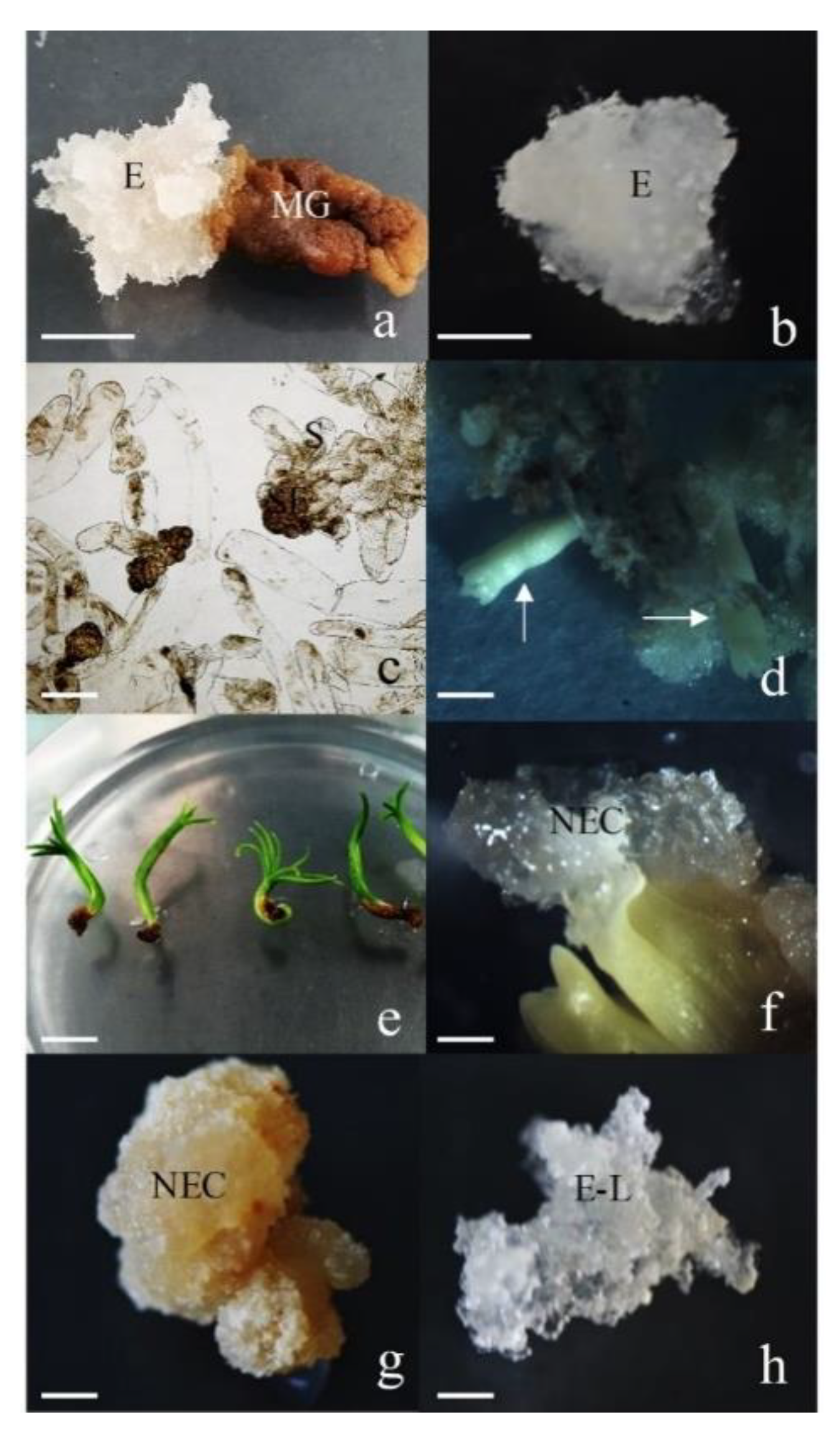 Forests 11 00577 g001 Forests 11 00577 g001