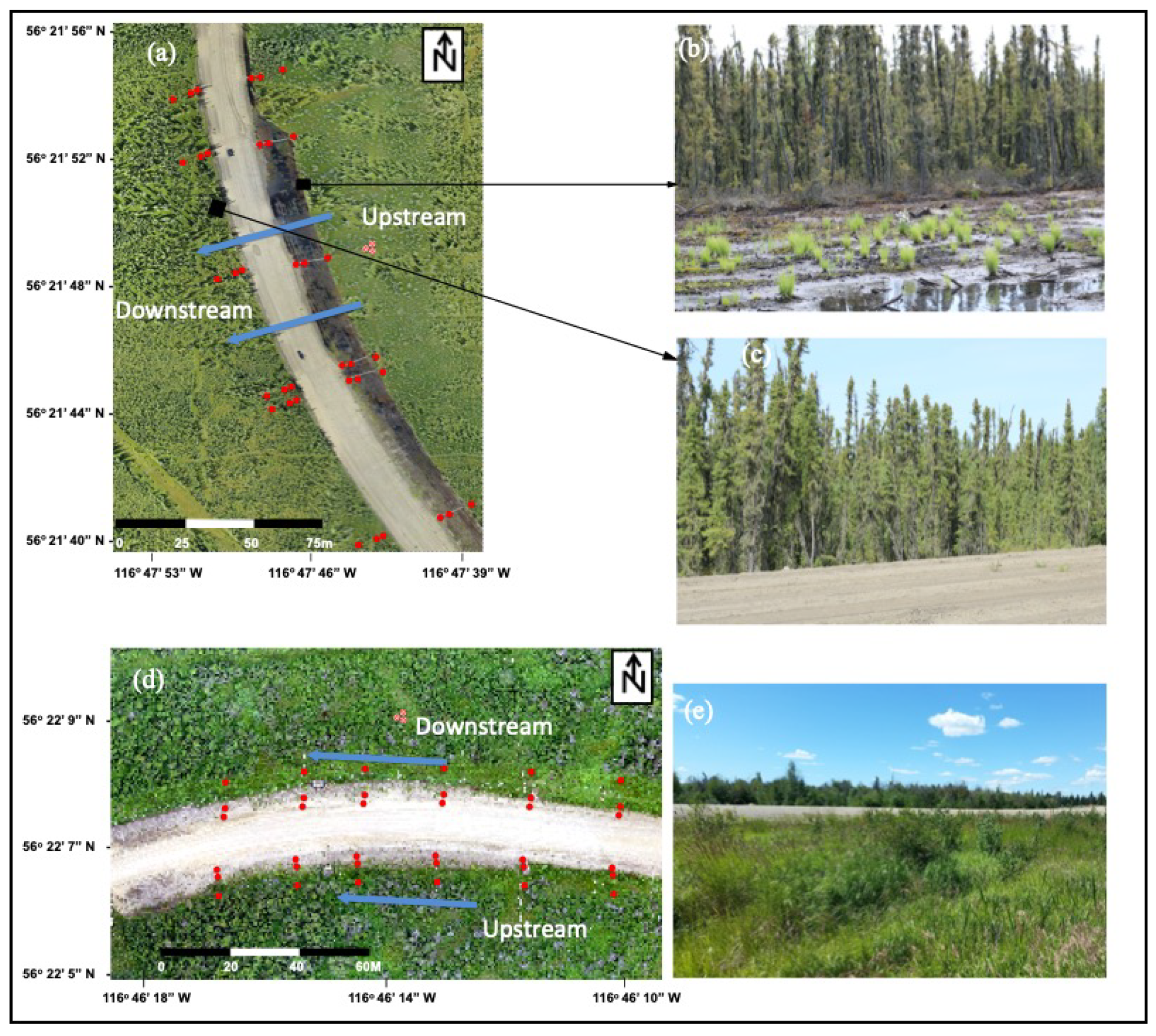 Forests 11 00594 g001 Forests 11 00594 g001